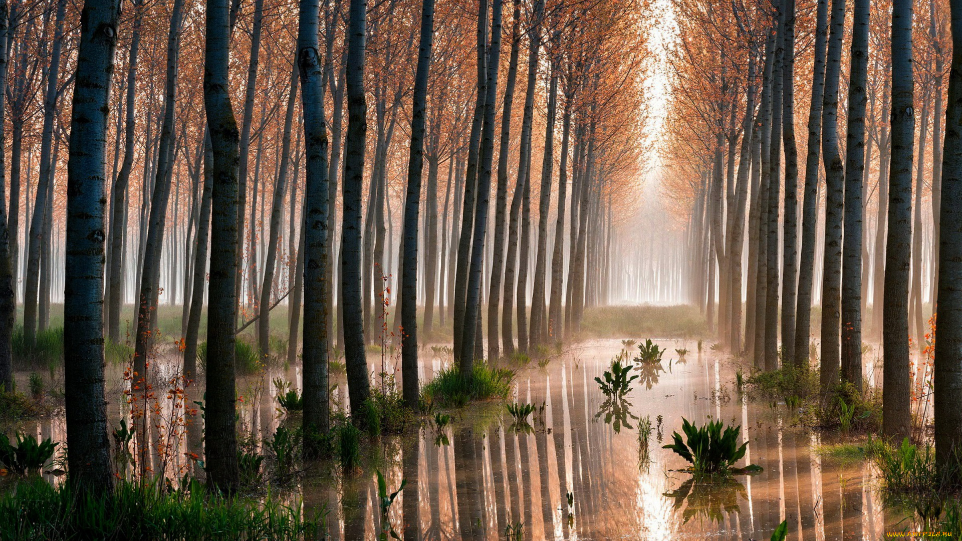 природа, деревья, стволы, вода