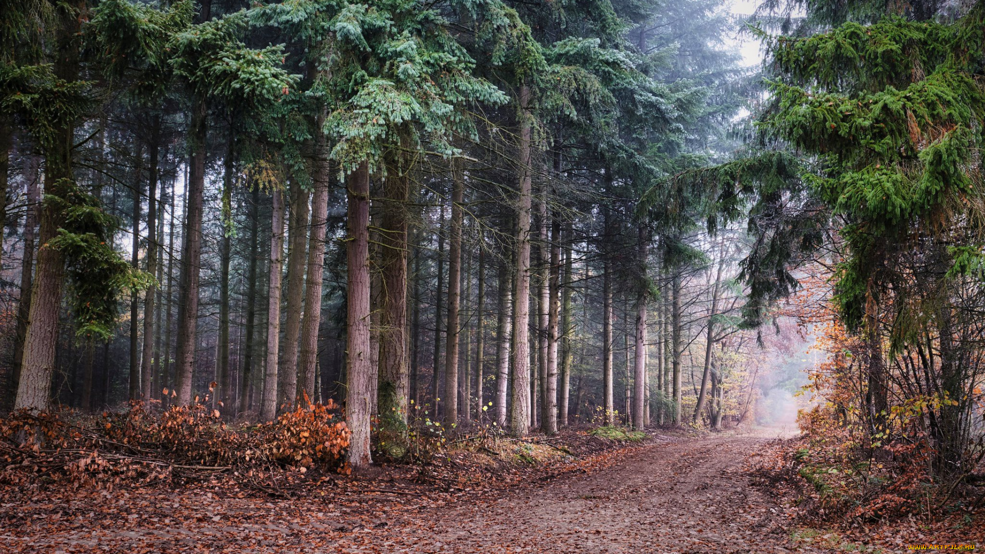 природа, дороги, лес