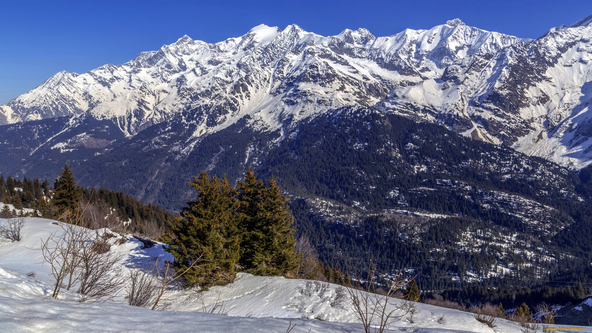 природа, горы, снег, елки