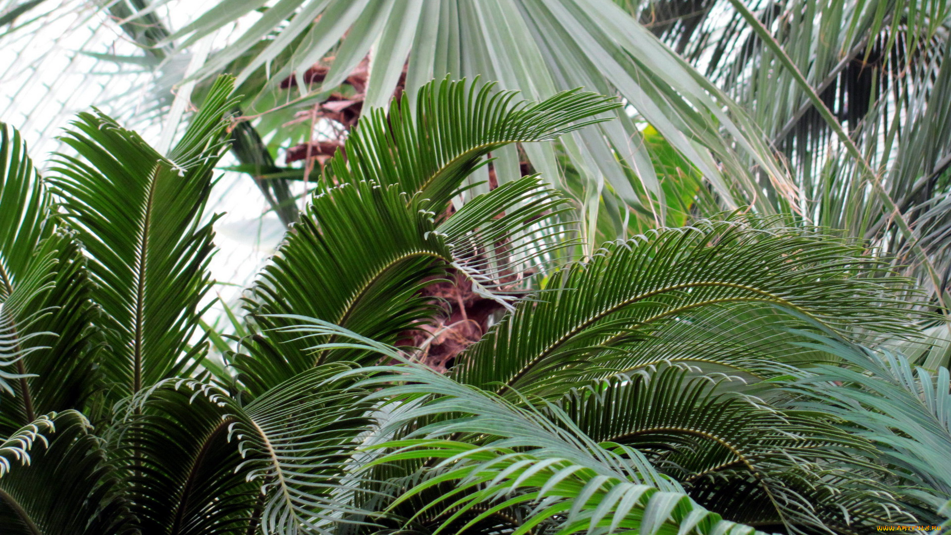 природа, листья, зеленые