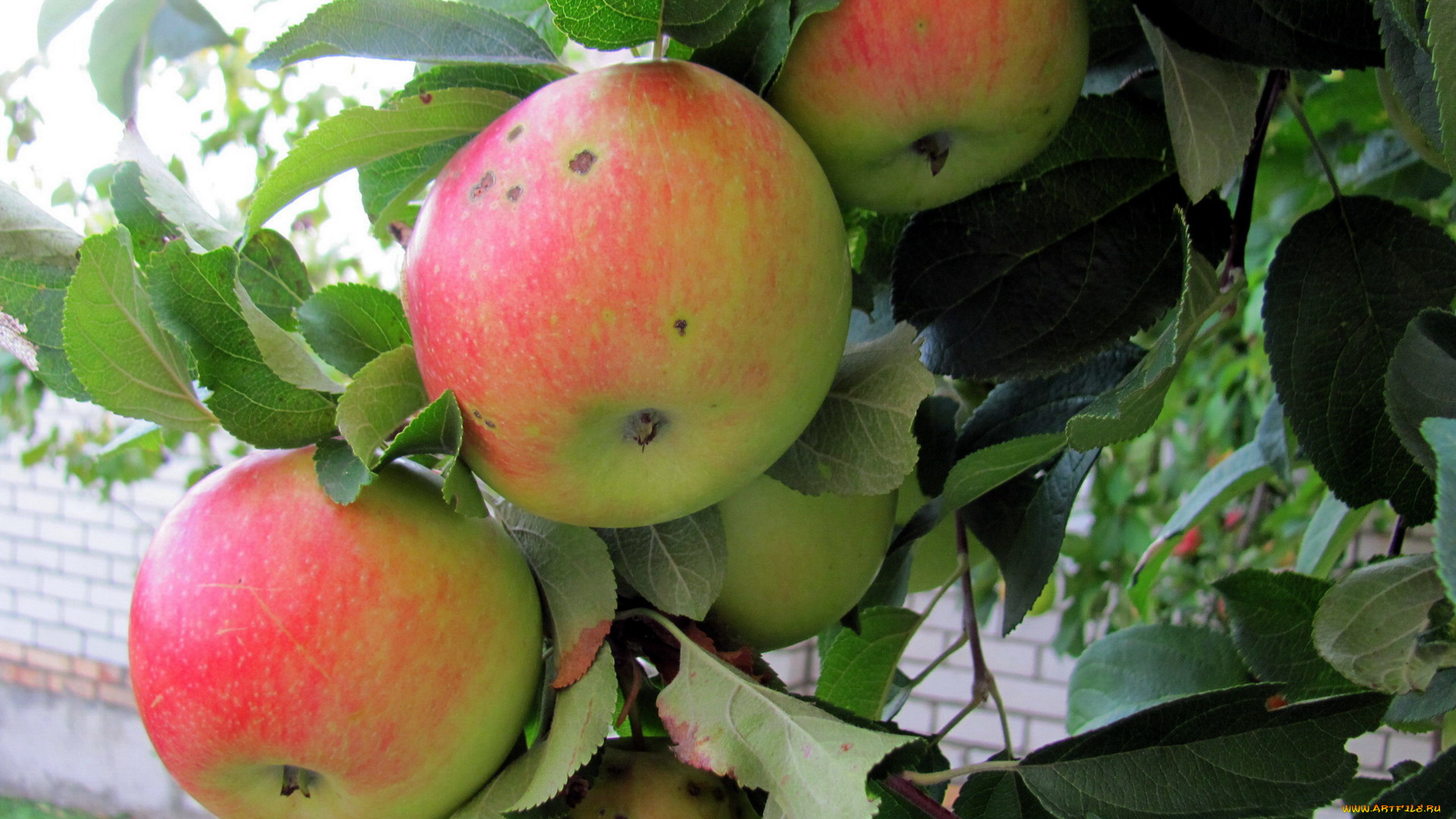 природа, плоды, яблоки