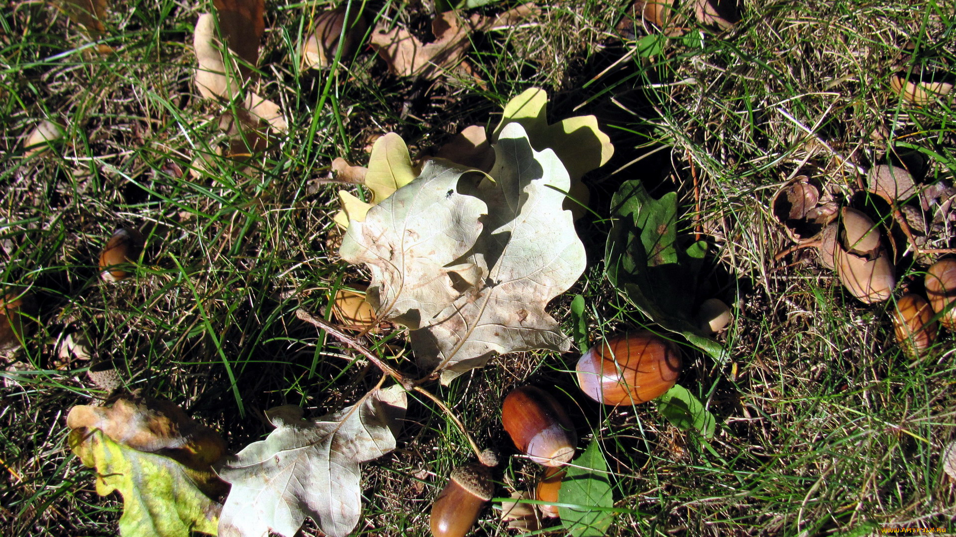 природа, шишки, , жёлуди, , каштаны, листья, желуди