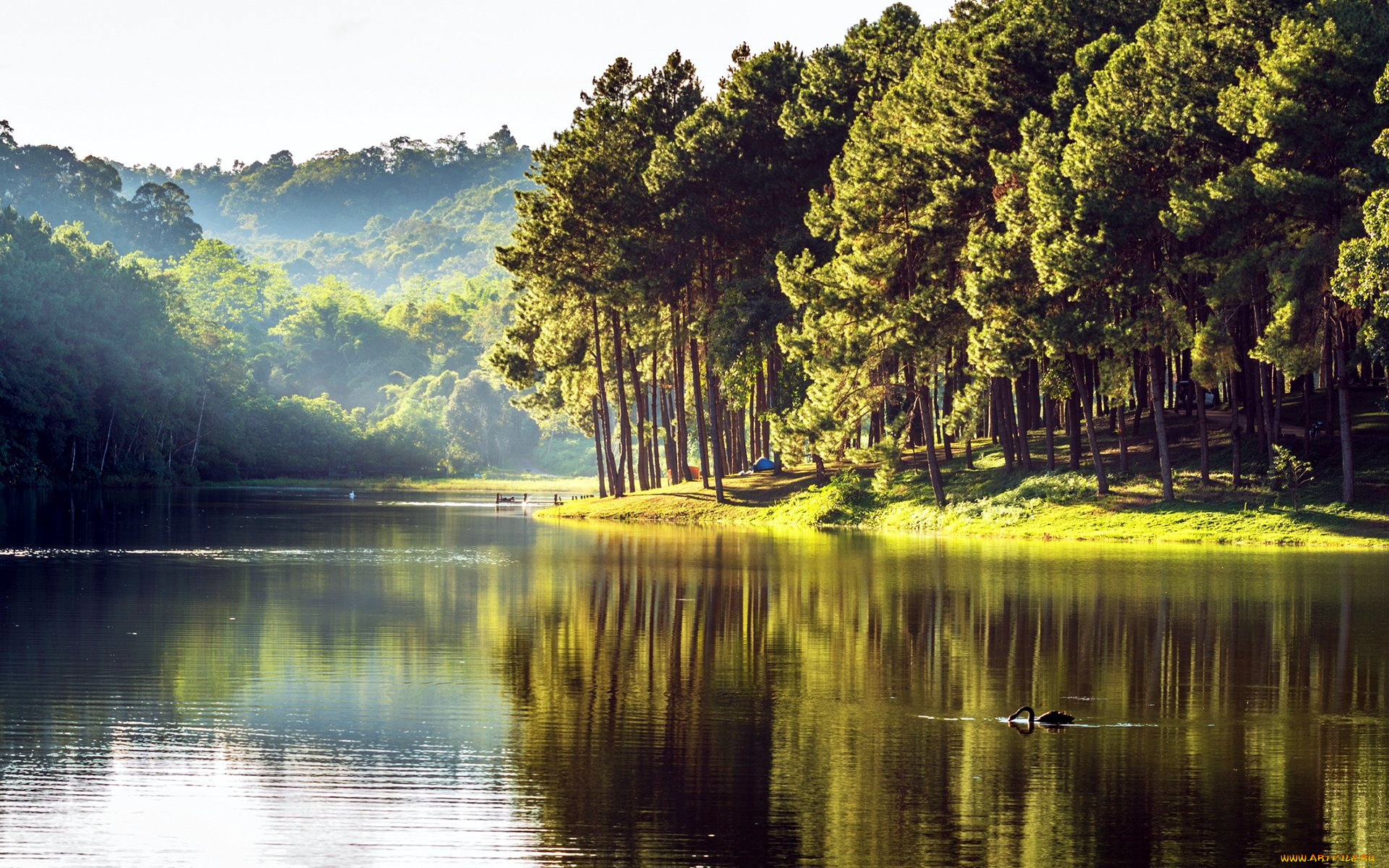 природа, реки, озера, лето, река, туман