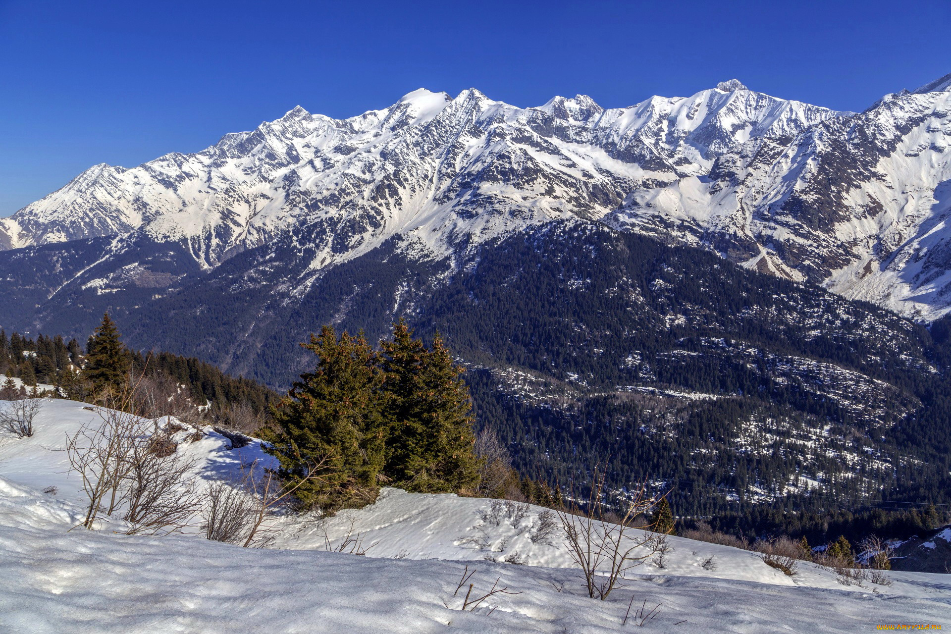 природа, горы, снег, елки