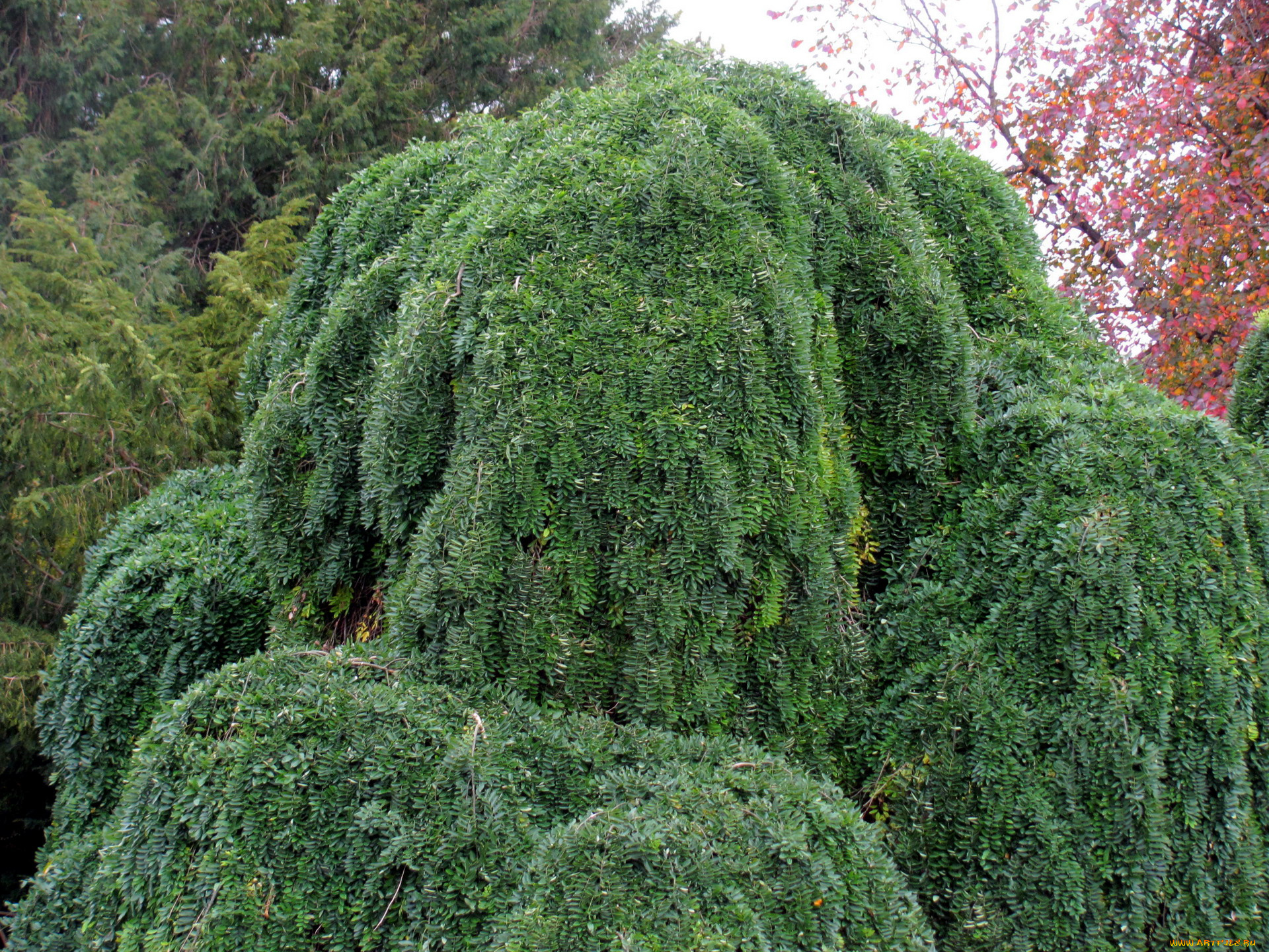природа, деревья, дерево