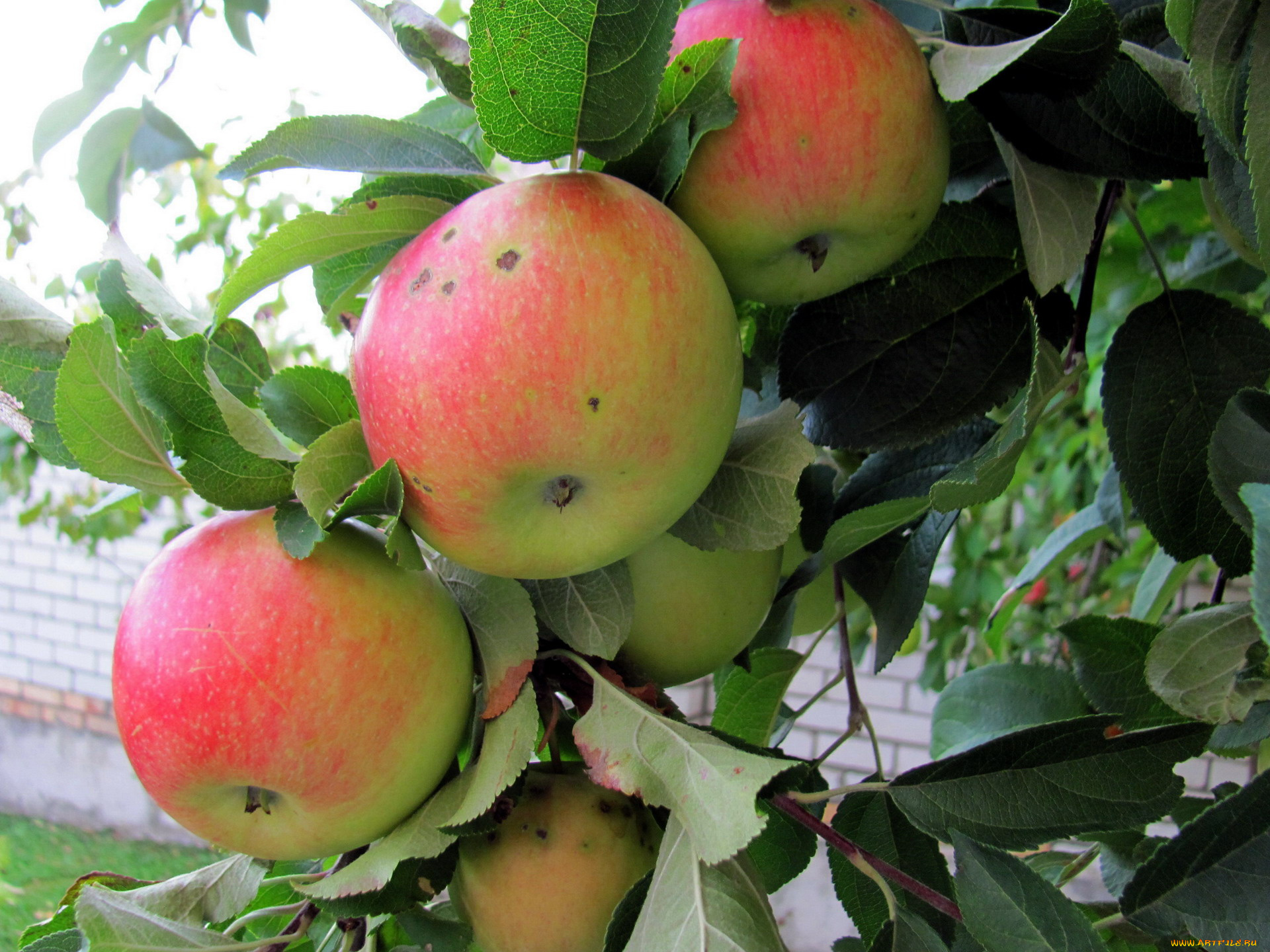 природа, плоды, яблоки