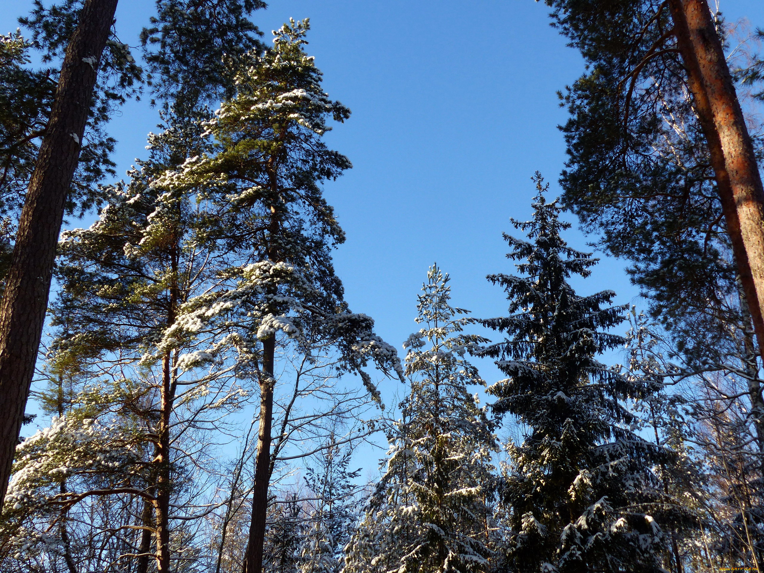 природа, деревья, сосны