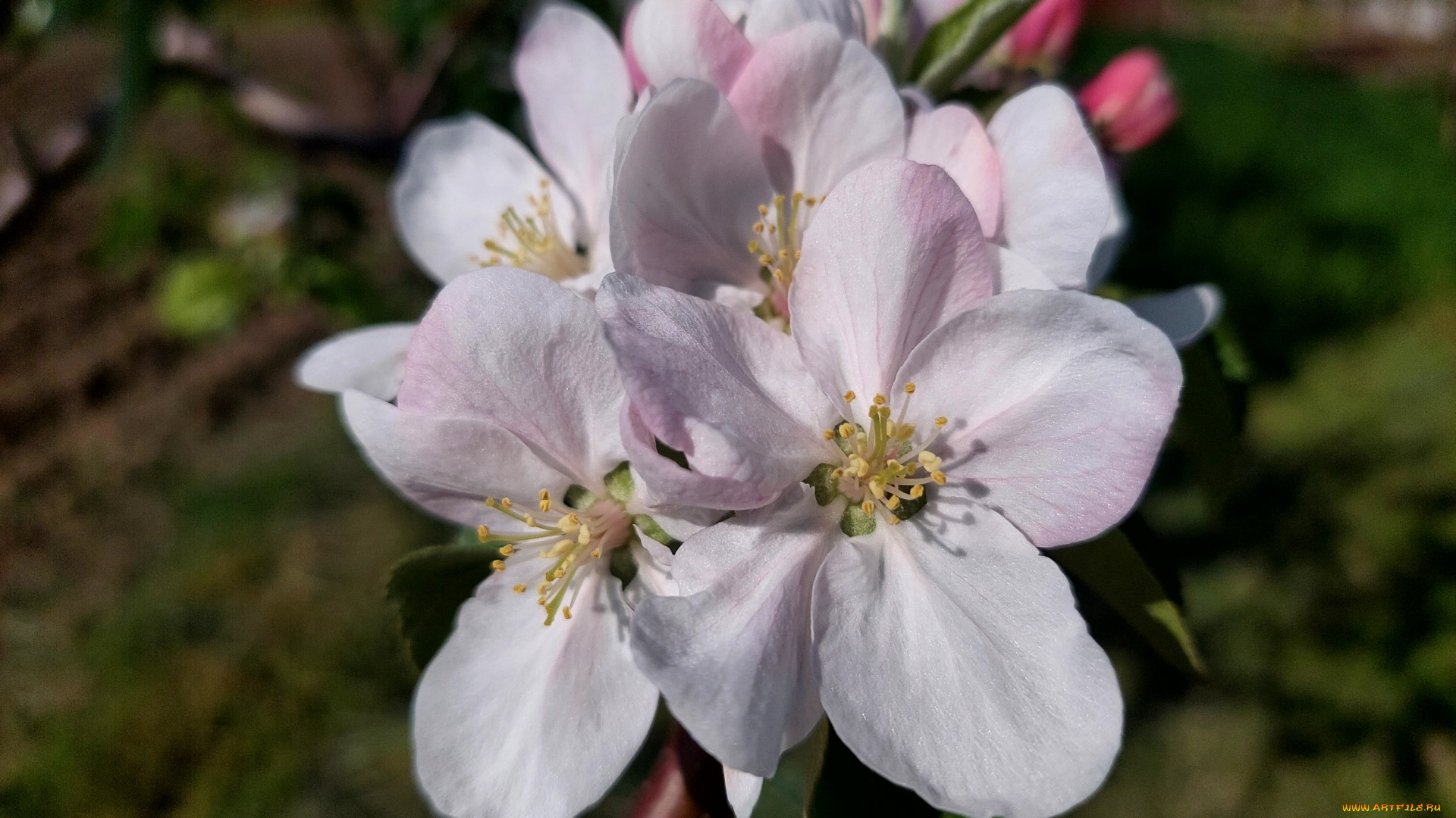 цветы, цветущие, деревья, , , кустарники, яблоня, цветение, весна, 2022