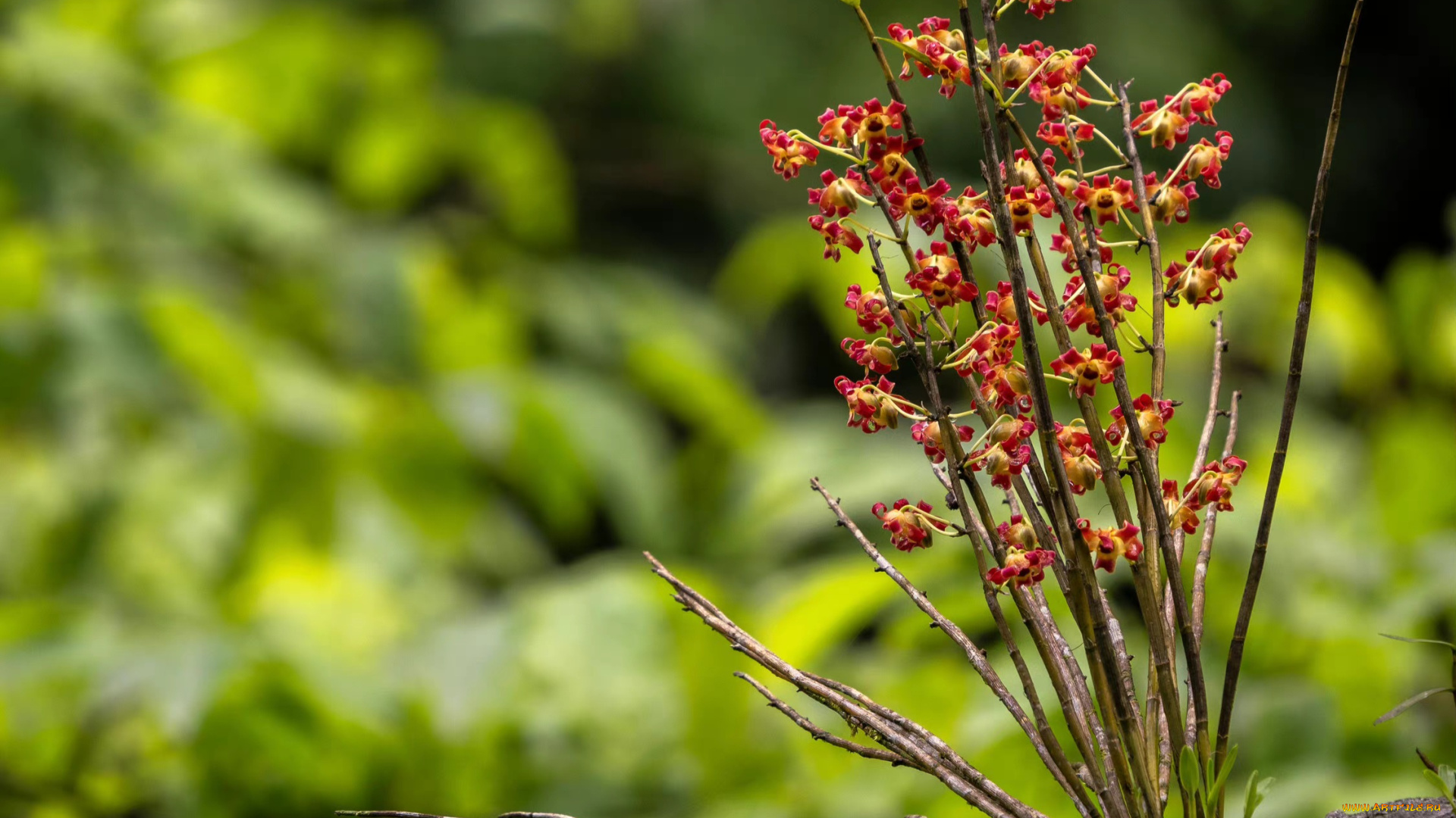 цветы, орхидеи