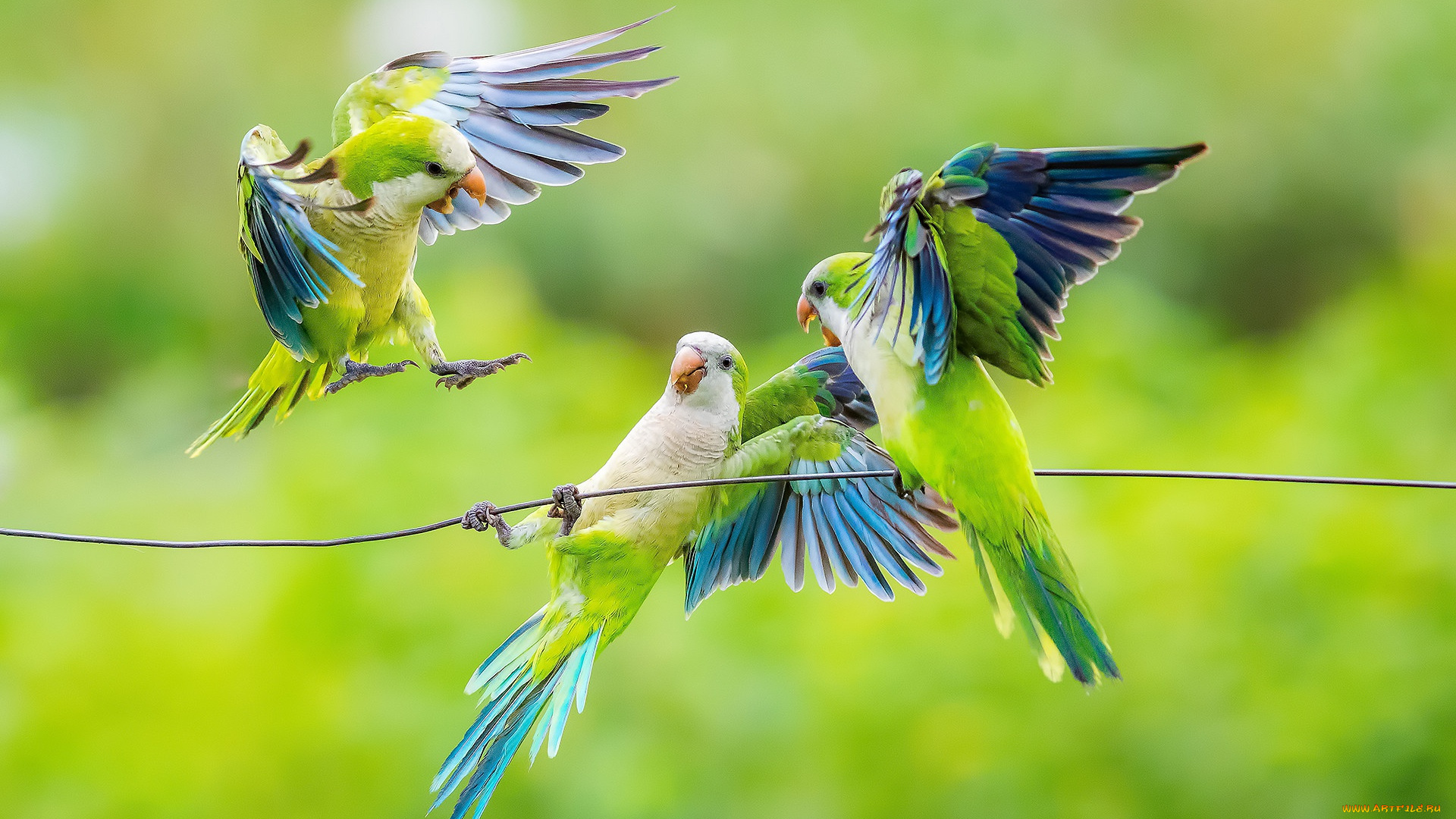животные, попугаи, птицы, игра, зеленые, провод, трио, позы, попугайчики, волнистые, волнистый, попугайчик