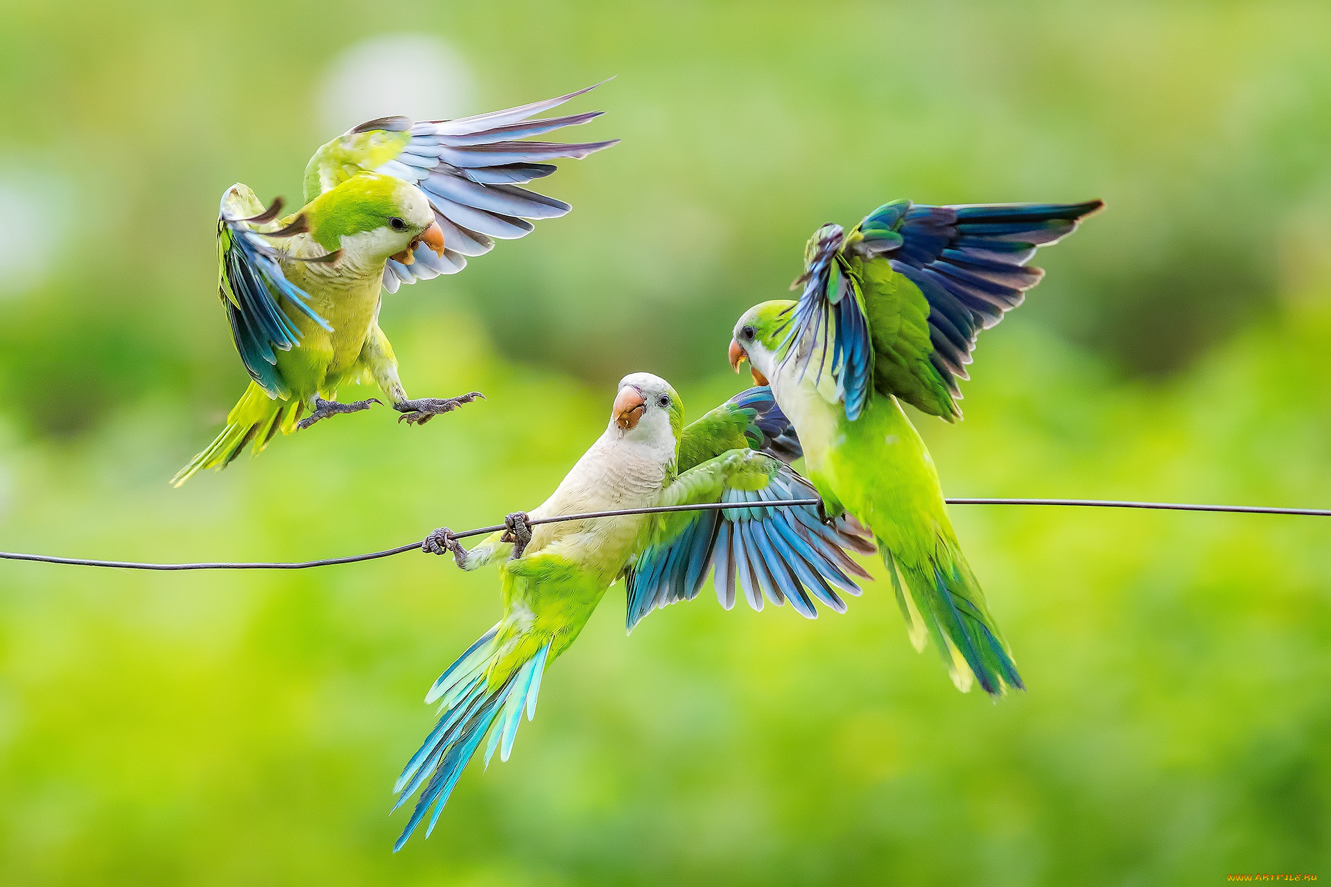 животные, попугаи, птицы, игра, зеленые, провод, трио, позы, попугайчики, волнистые, волнистый, попугайчик