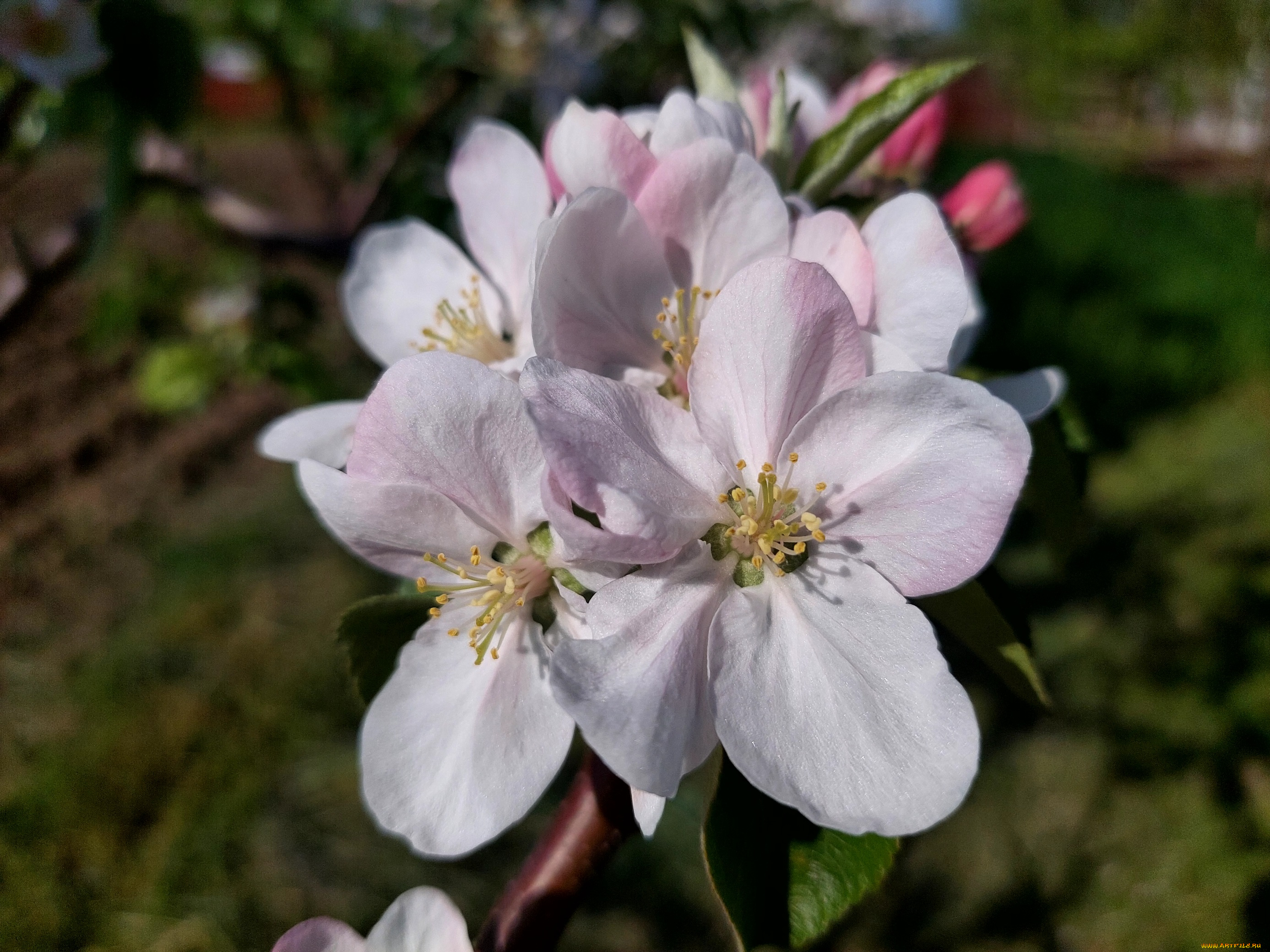 цветы, цветущие, деревья, , , кустарники, яблоня, цветение, весна, 2022
