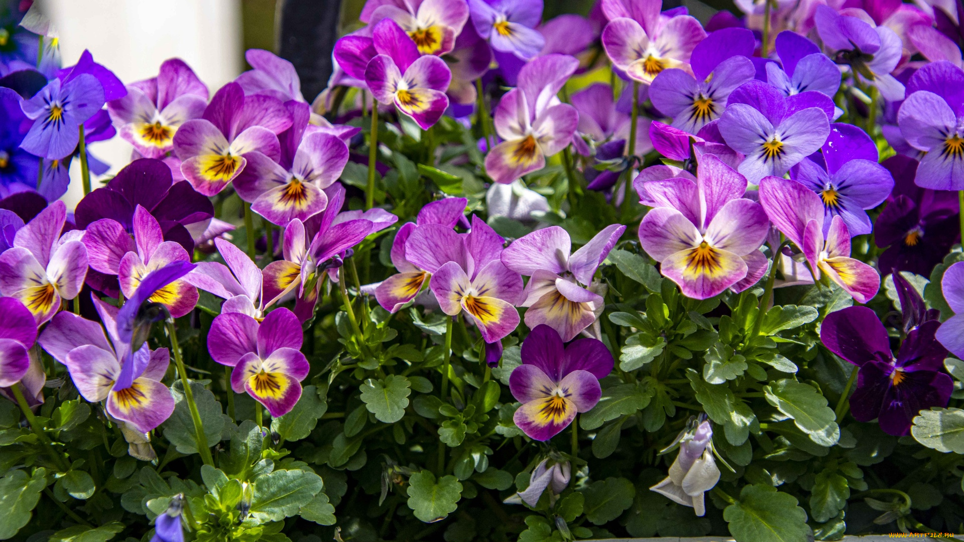 цветы, анютины, глазки, , садовые, фиалки, разноцветные, глазки, анютины