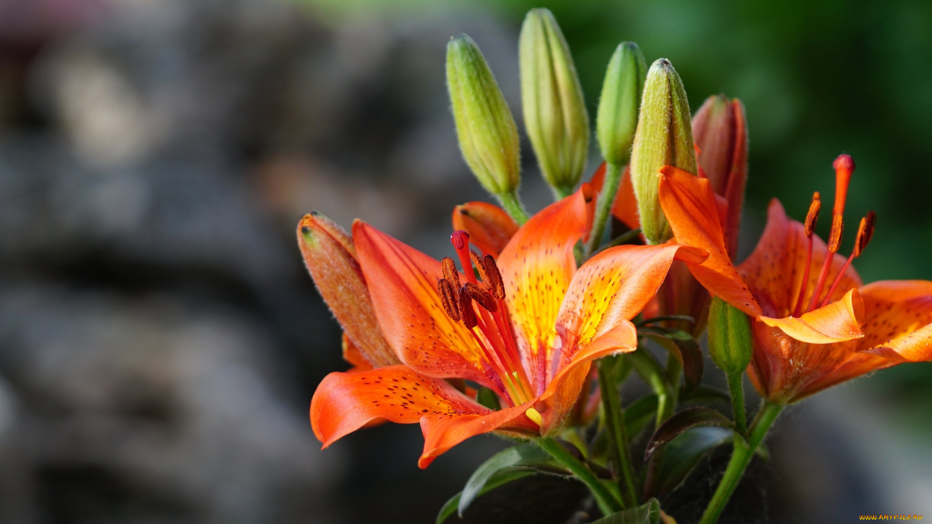 цветы, лилии, , лилейники, оранжевые, бутоны