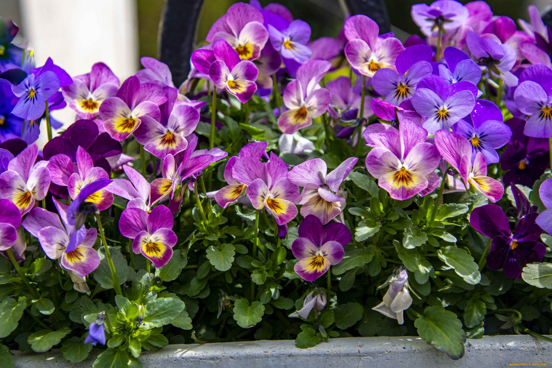 цветы, анютины, глазки, , садовые, фиалки, разноцветные, глазки, анютины