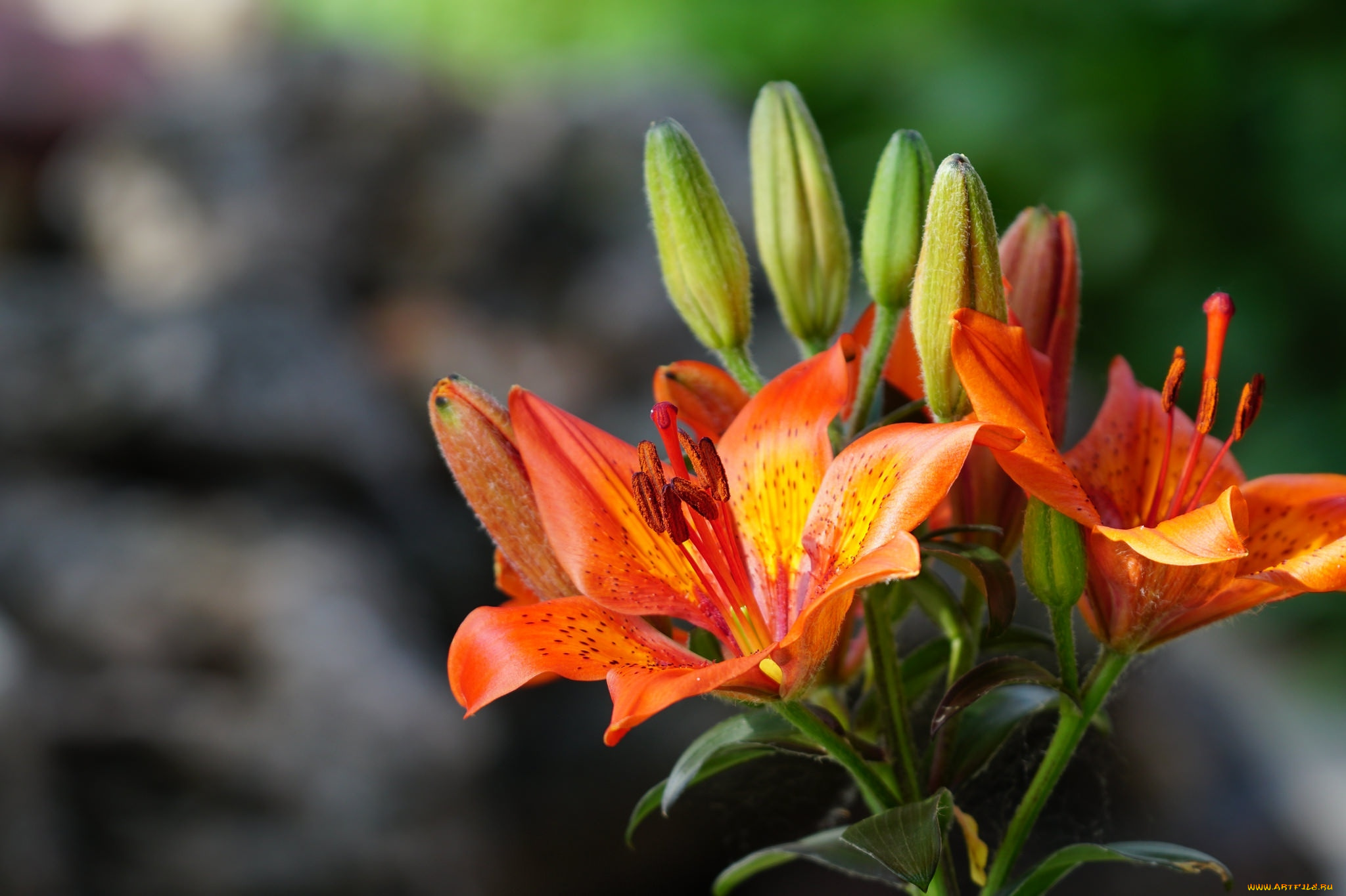 цветы, лилии, , лилейники, оранжевые, бутоны