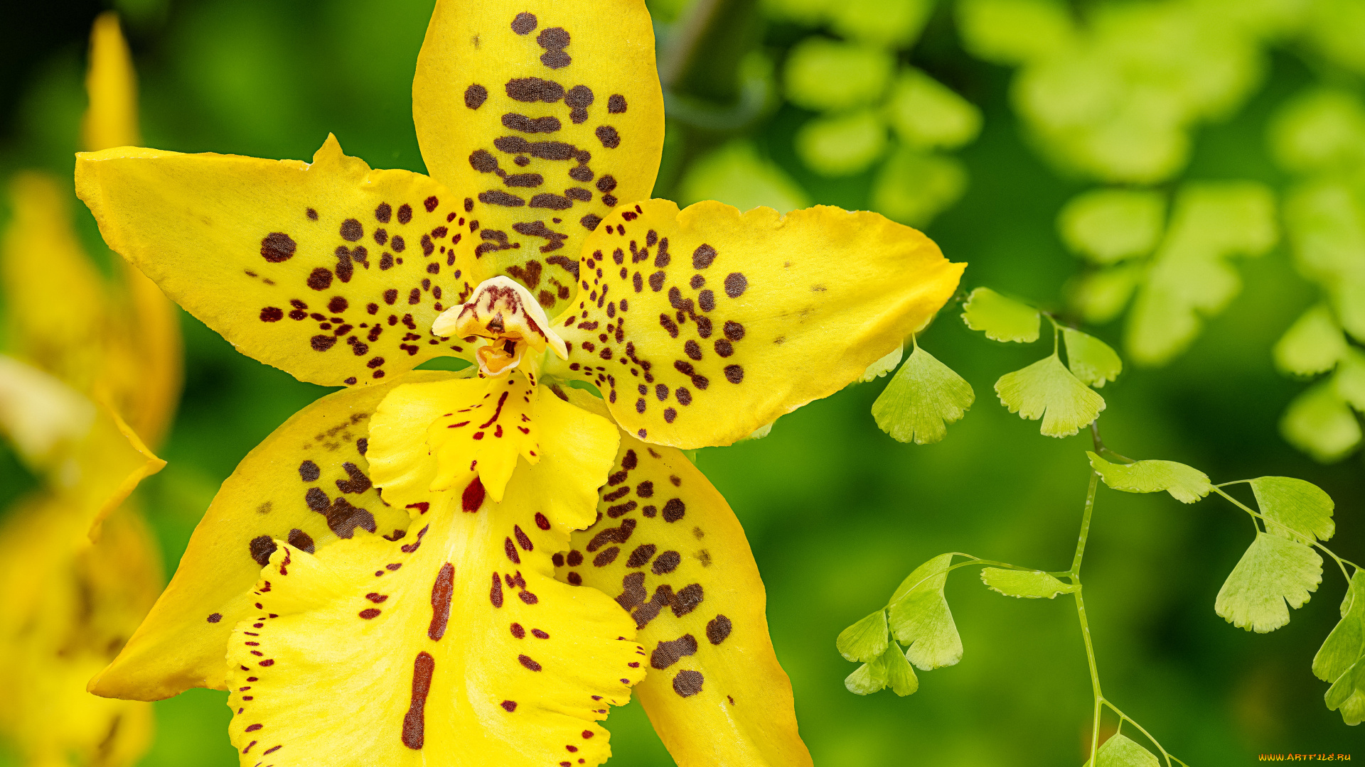 цветы, орхидеи, орхидея