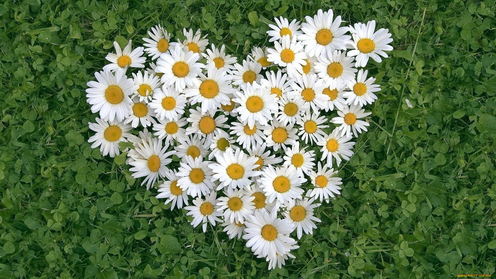 цветы, ромашки, сердечко, клевер