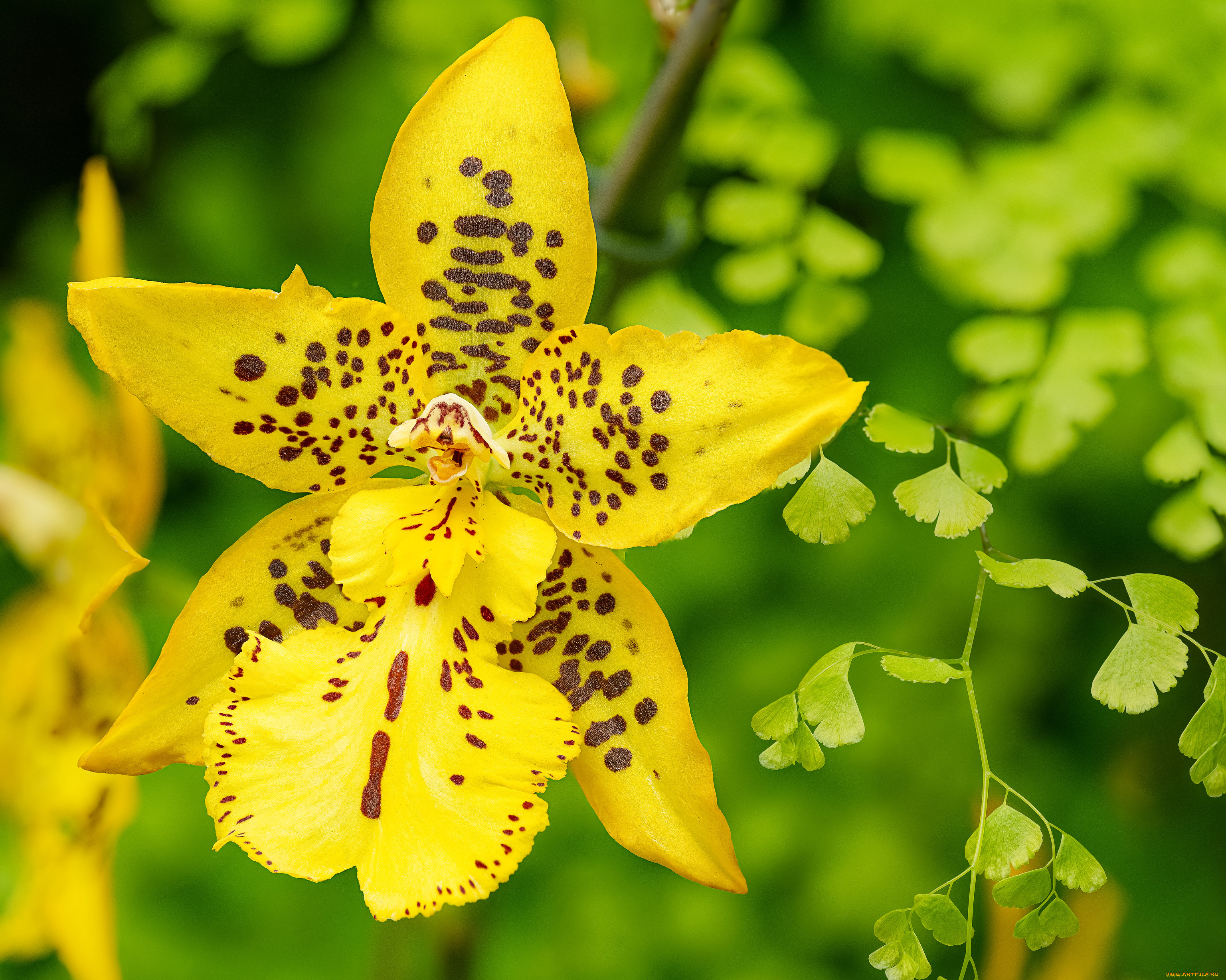 цветы, орхидеи, орхидея