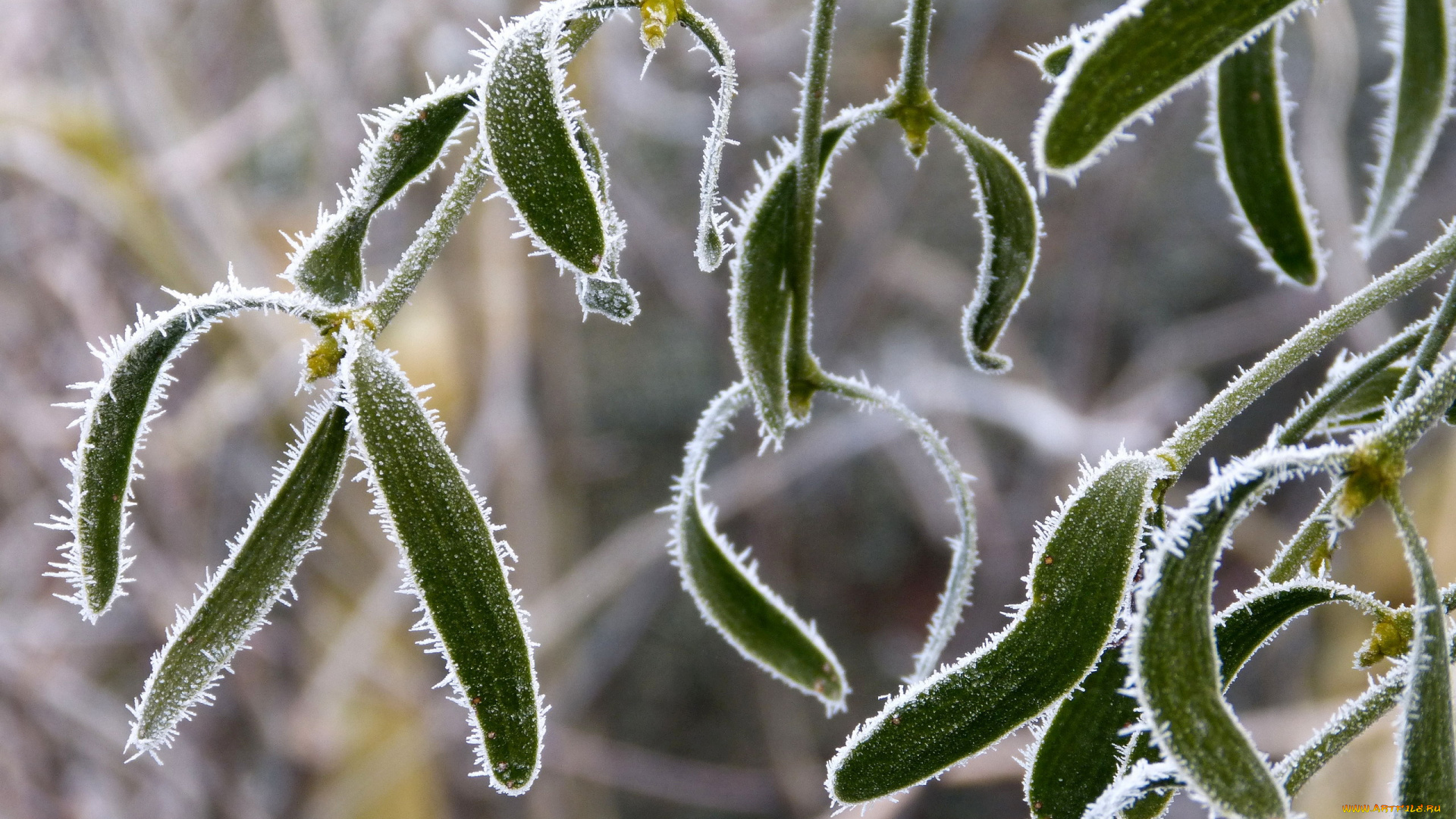 природа, листья, зеленые, иней