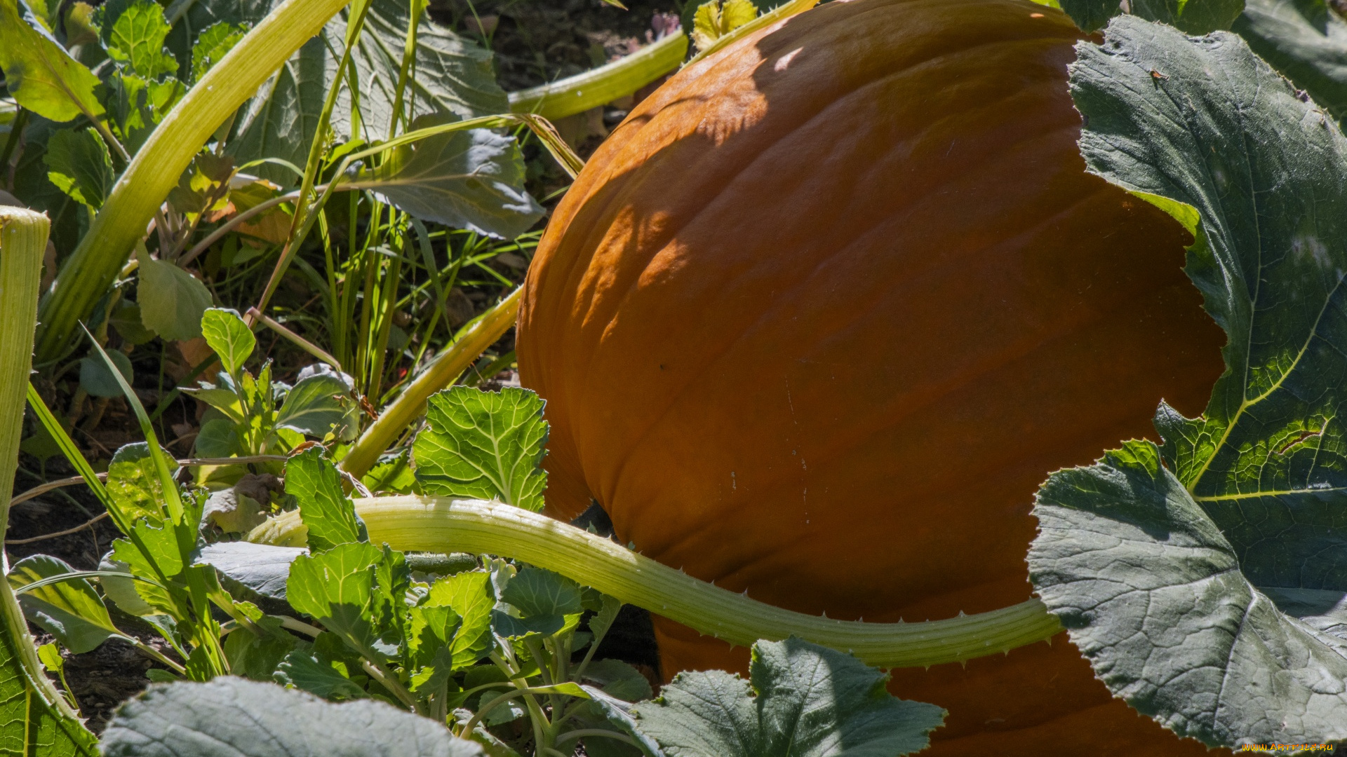 природа, плоды, тыква