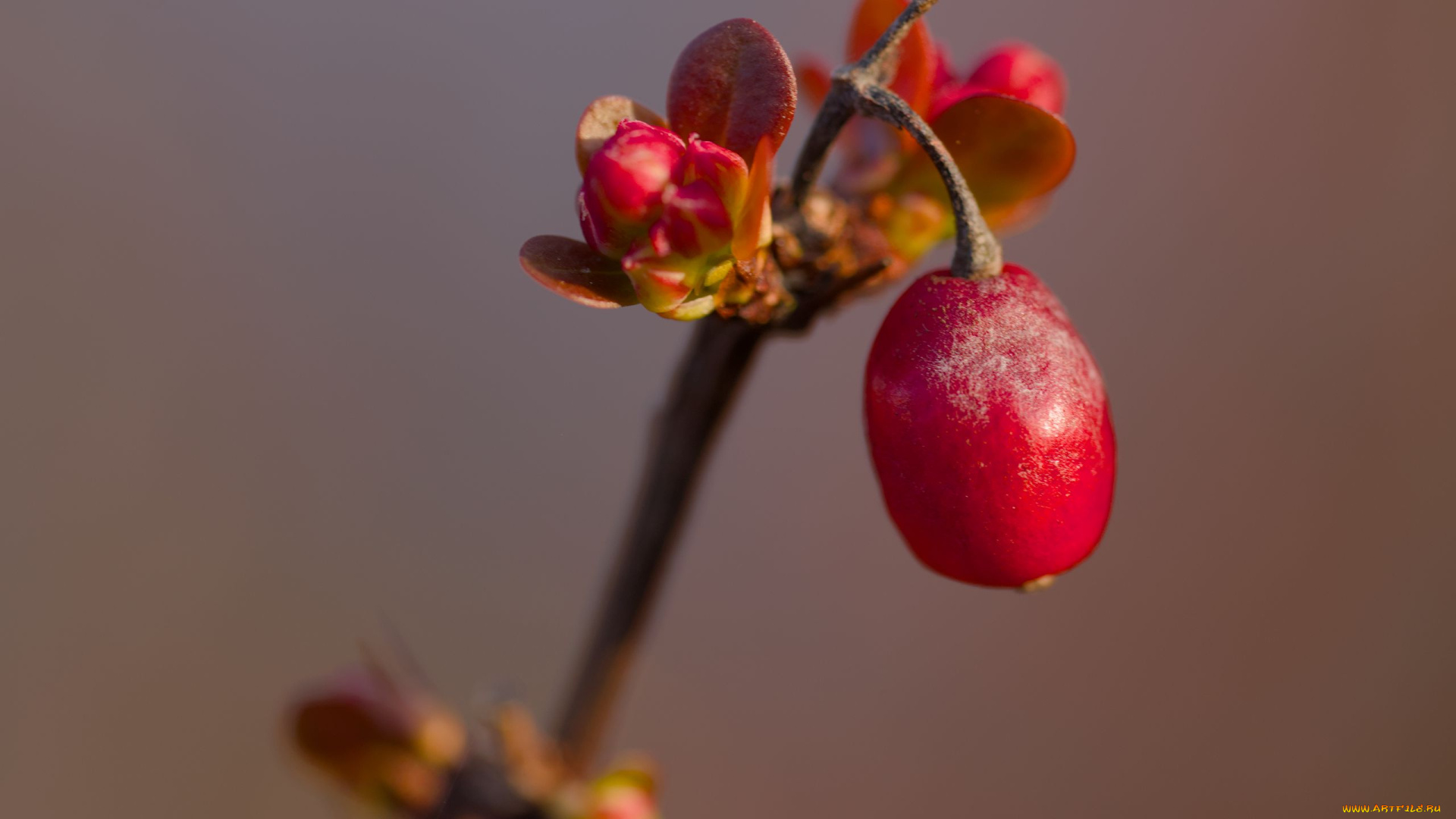 природа, ягоды, барбарис