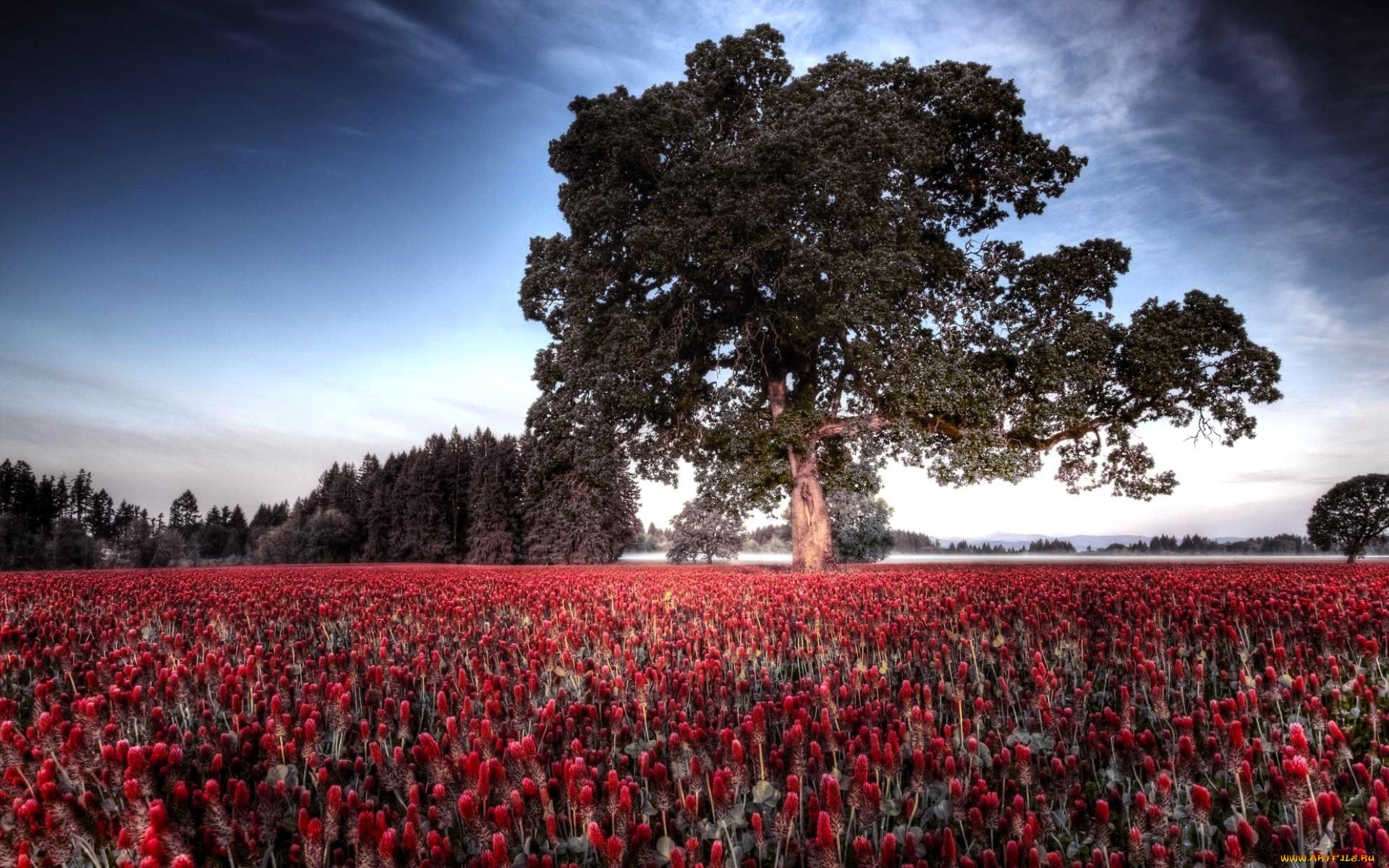природа, поля, деревья, роща, тюльпаны, поле