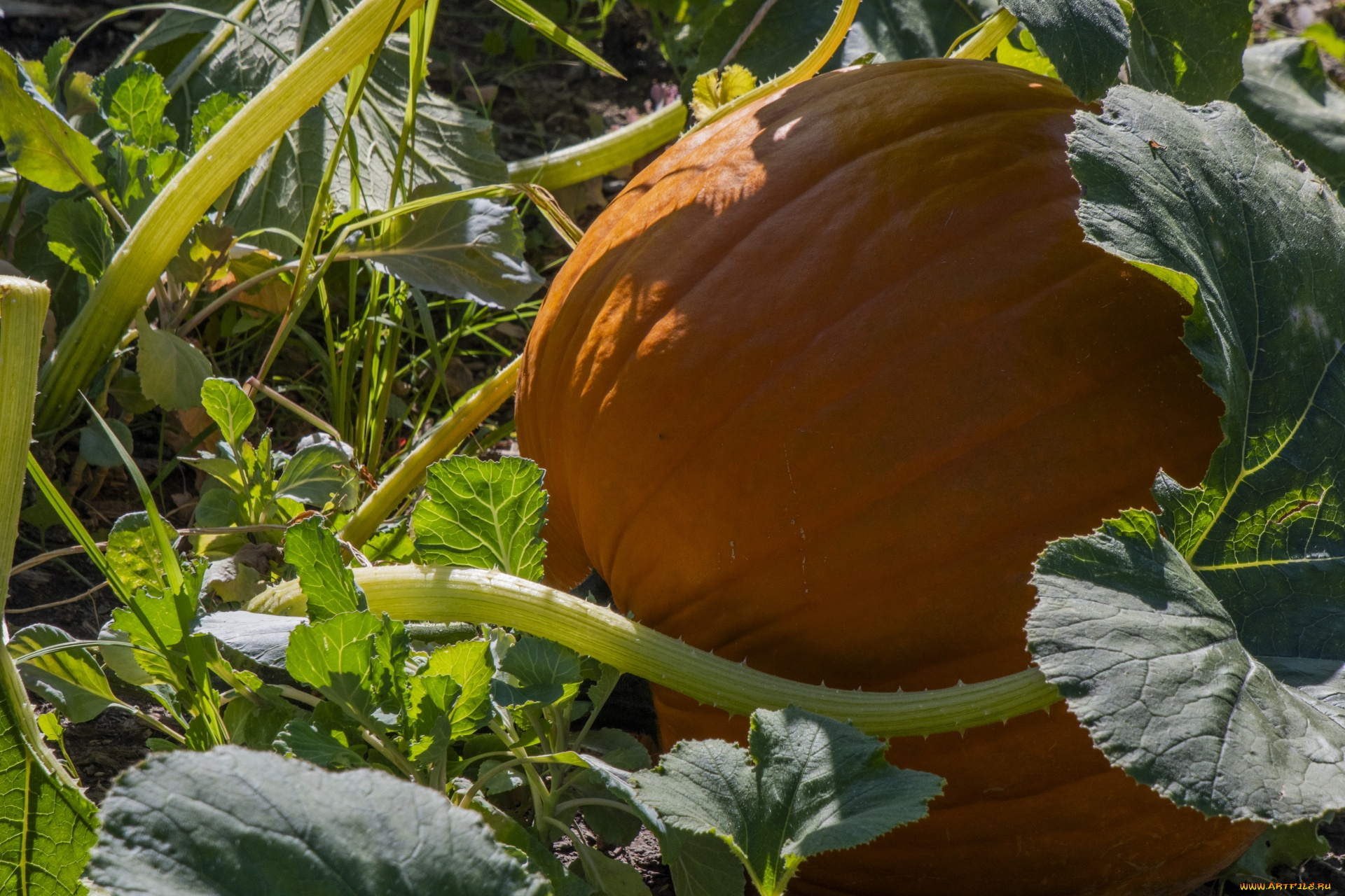 природа, плоды, тыква