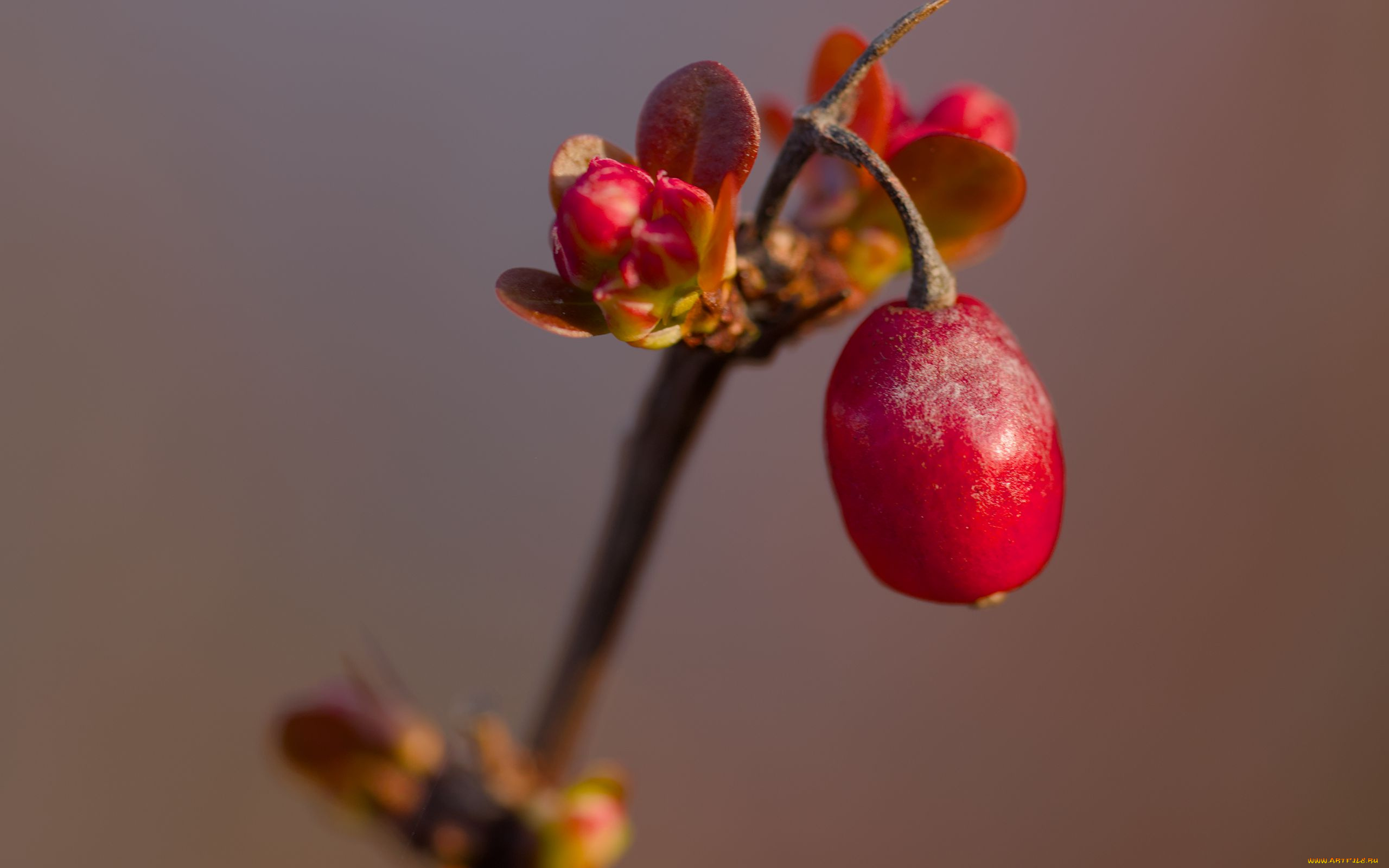 природа, ягоды, барбарис