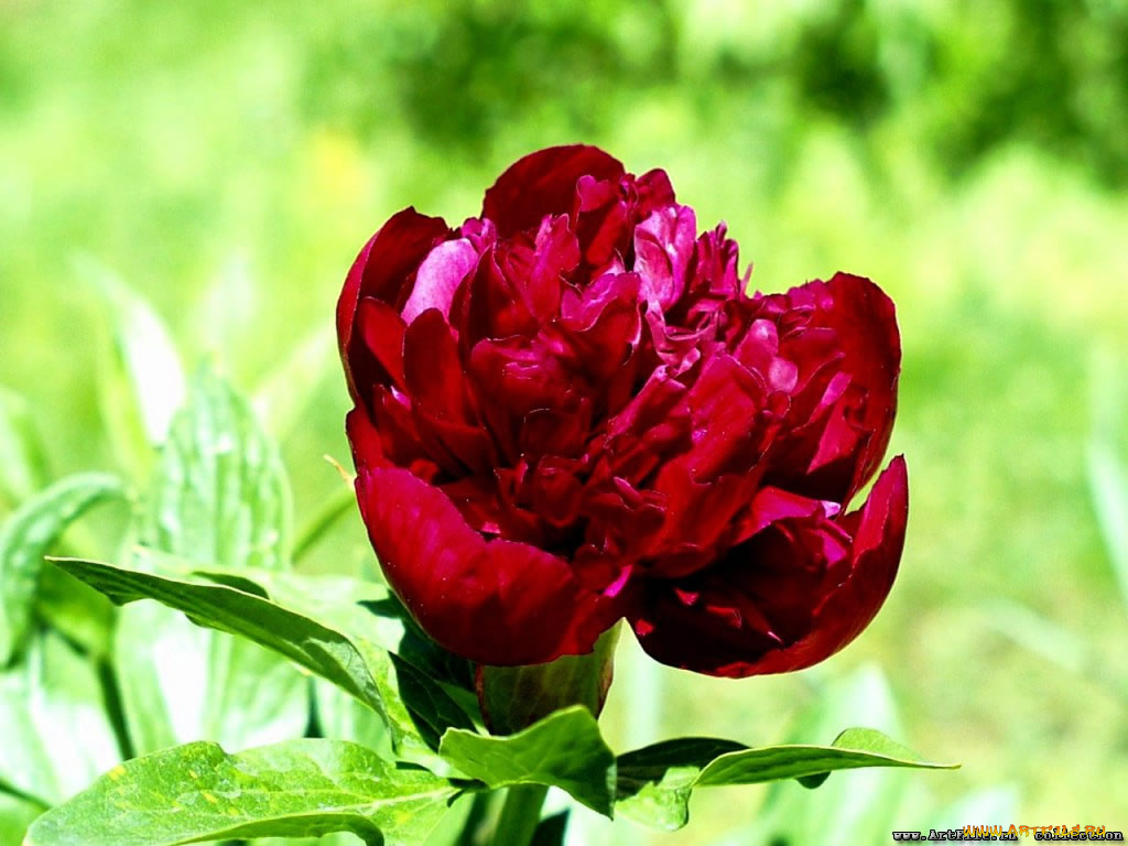 пион, цветы, пионы