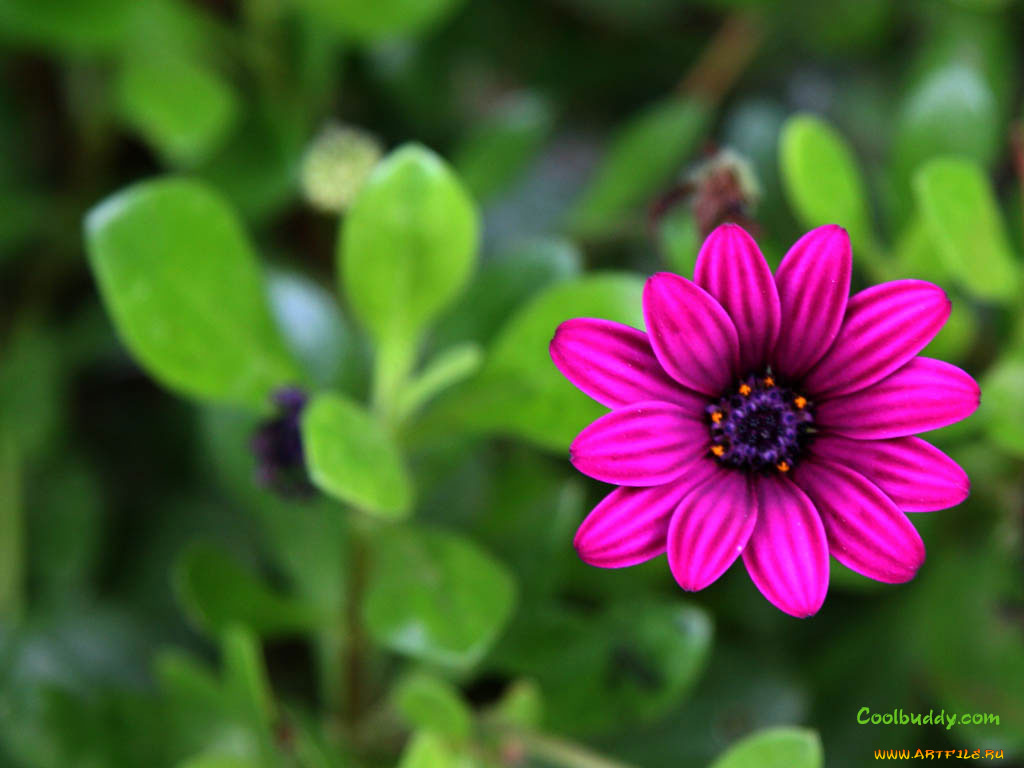 цветы, диморфотеки