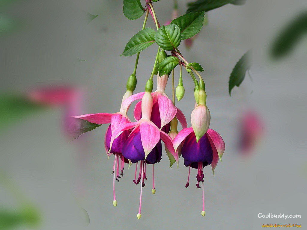 цветы, фуксия