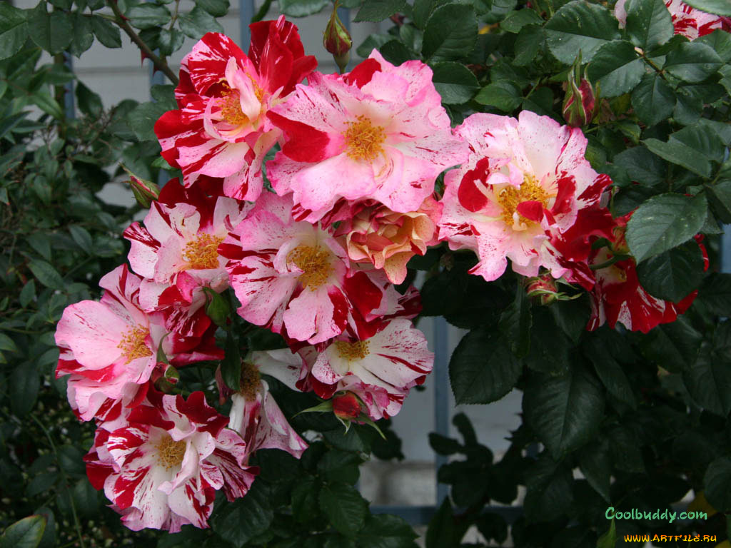 цветы, розы