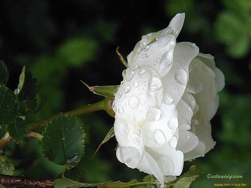 цветы, розы