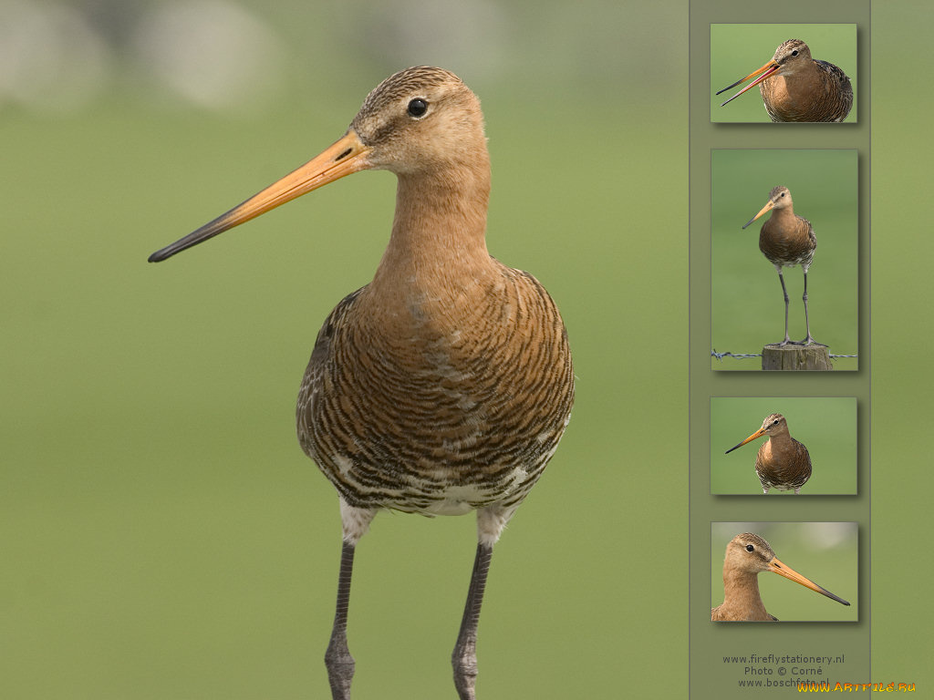 животные, птицы