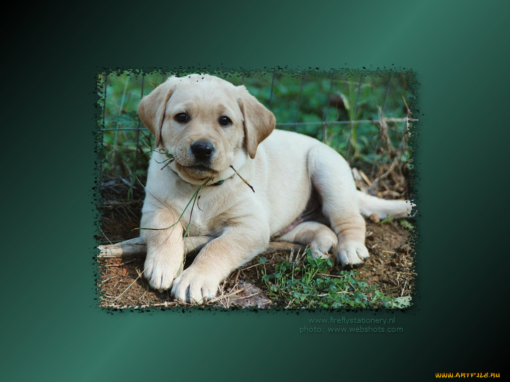 животные, собаки