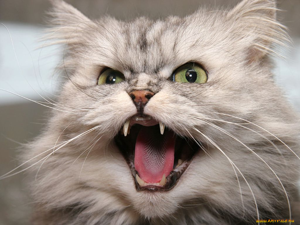 животные, коты