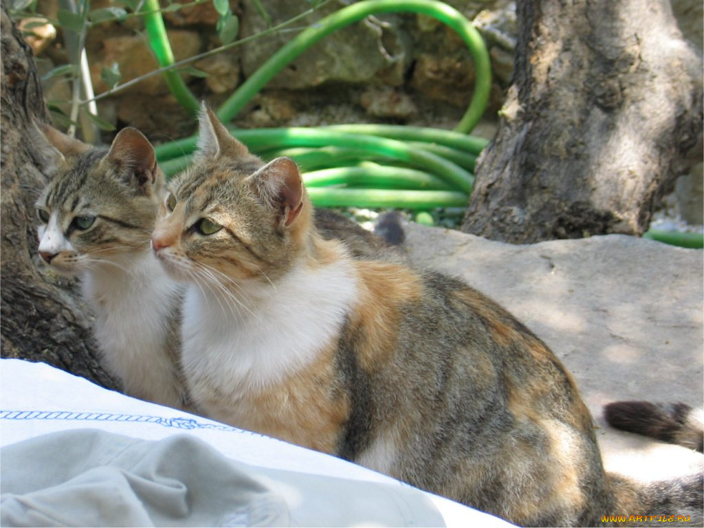 животные, коты