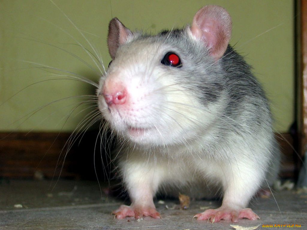животные, крысы, мыши