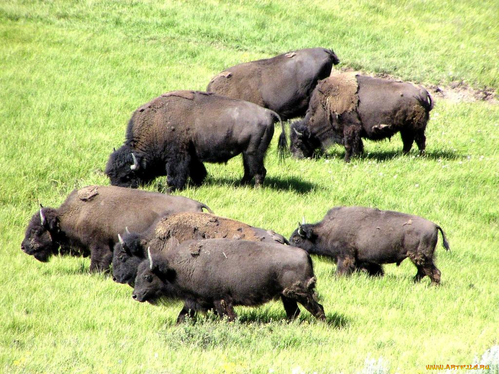 животные, зубры, бизоны