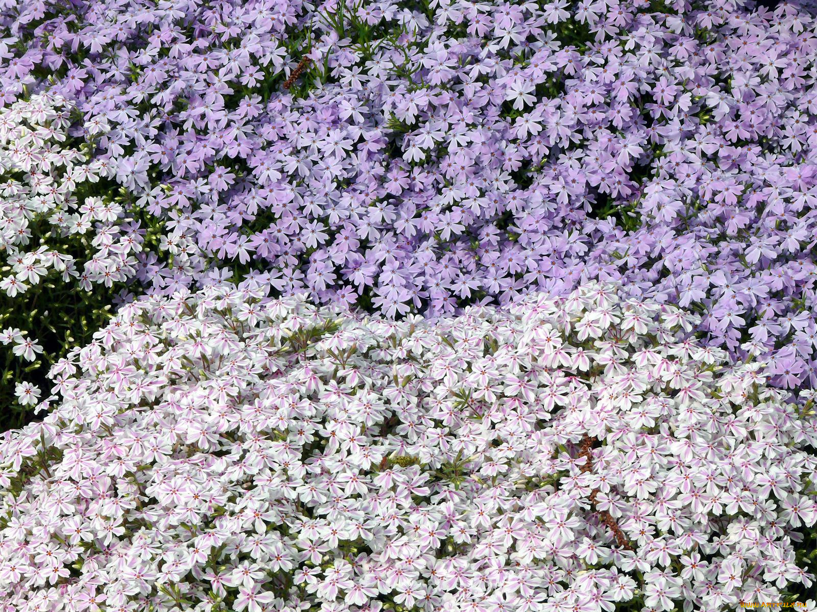 цветы, флоксы