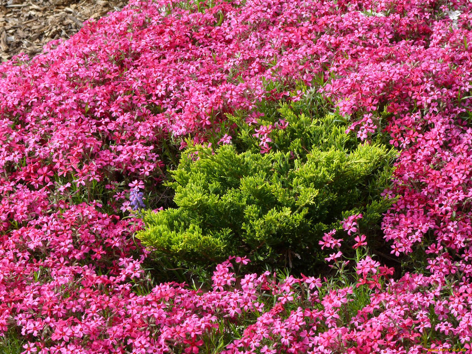 цветы, флоксы