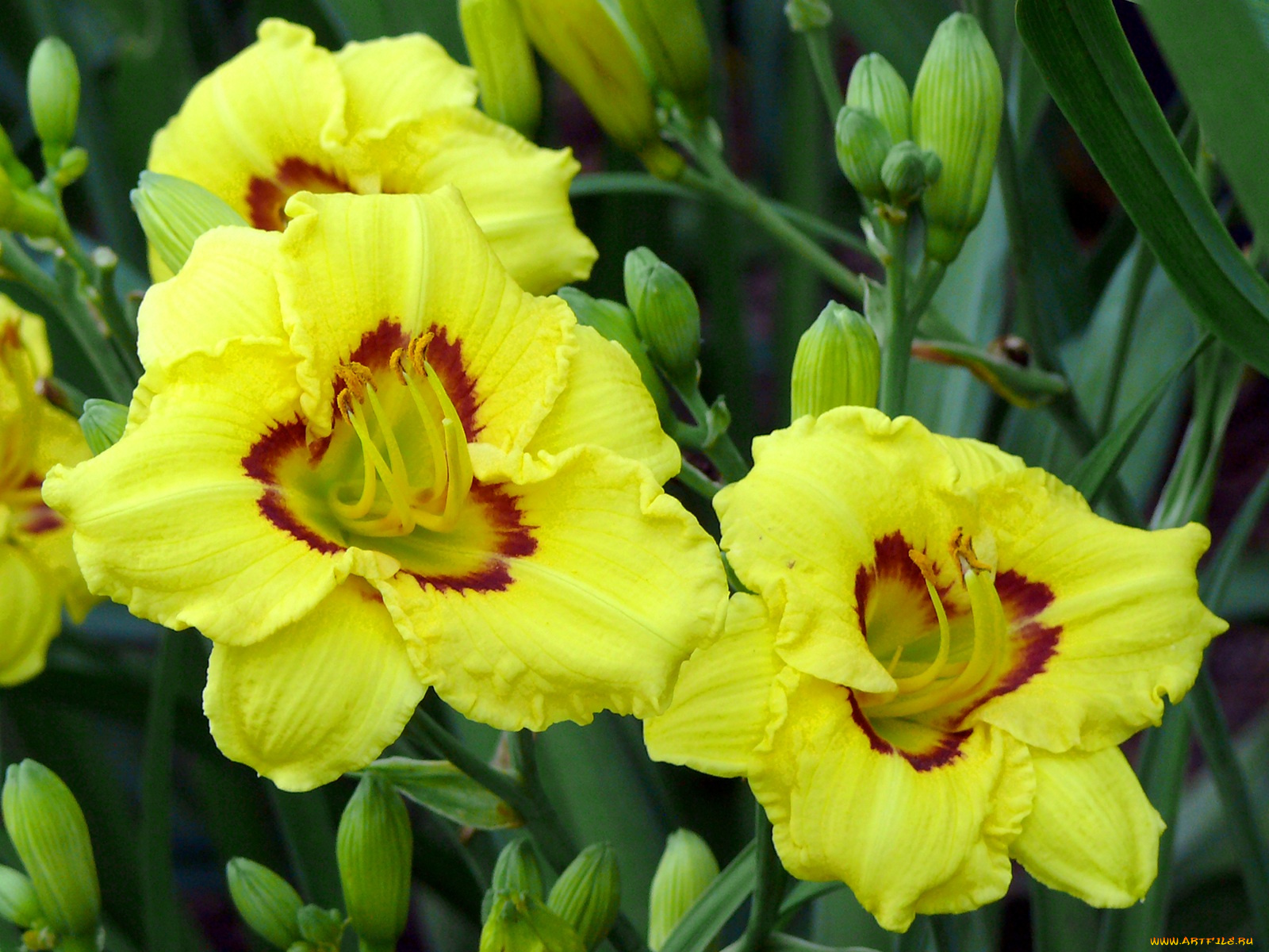 цветы, лилии, лилейники