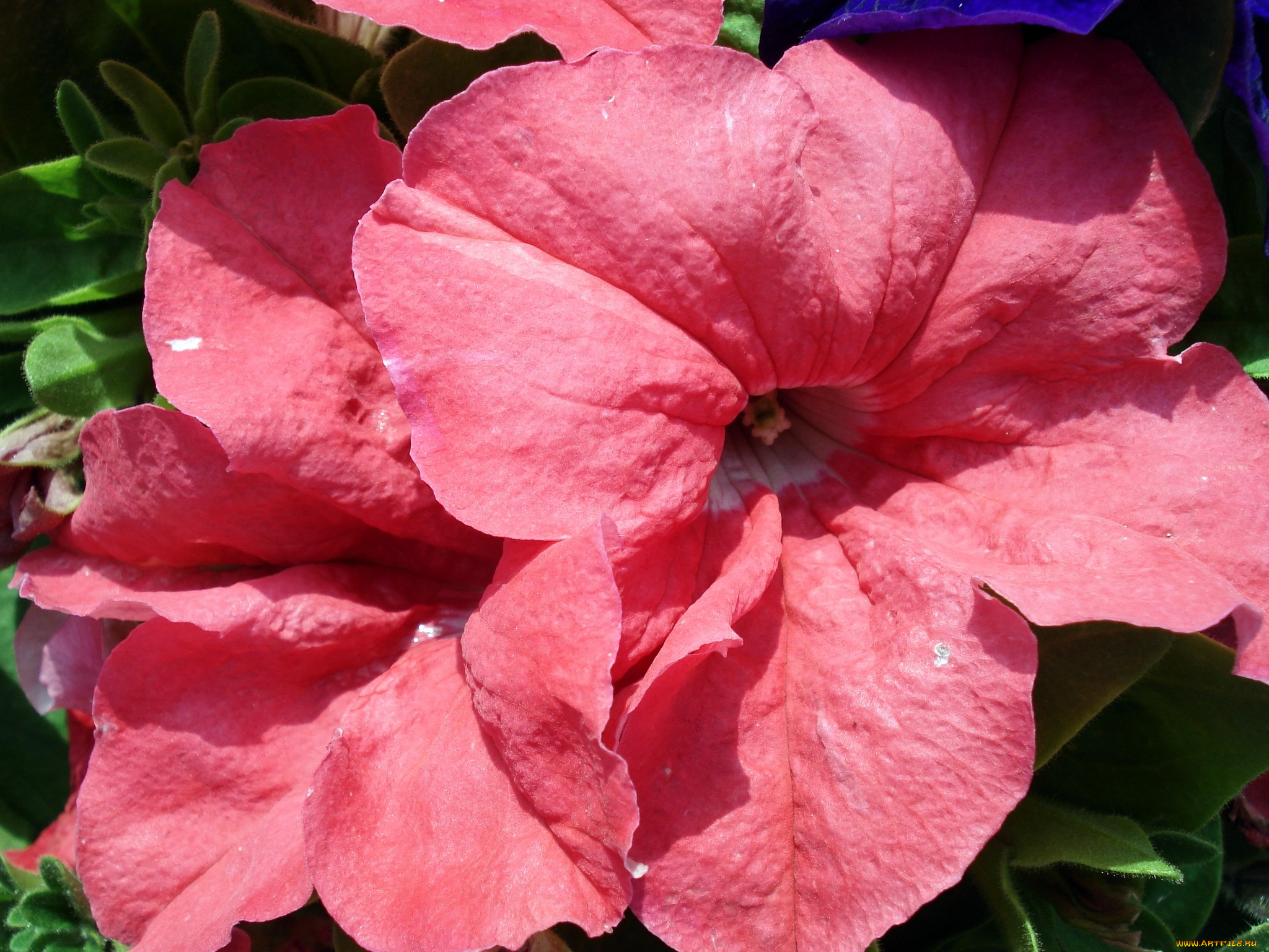 цветы, петунии, калибрахоа