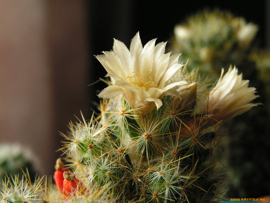 цветы, кактусы