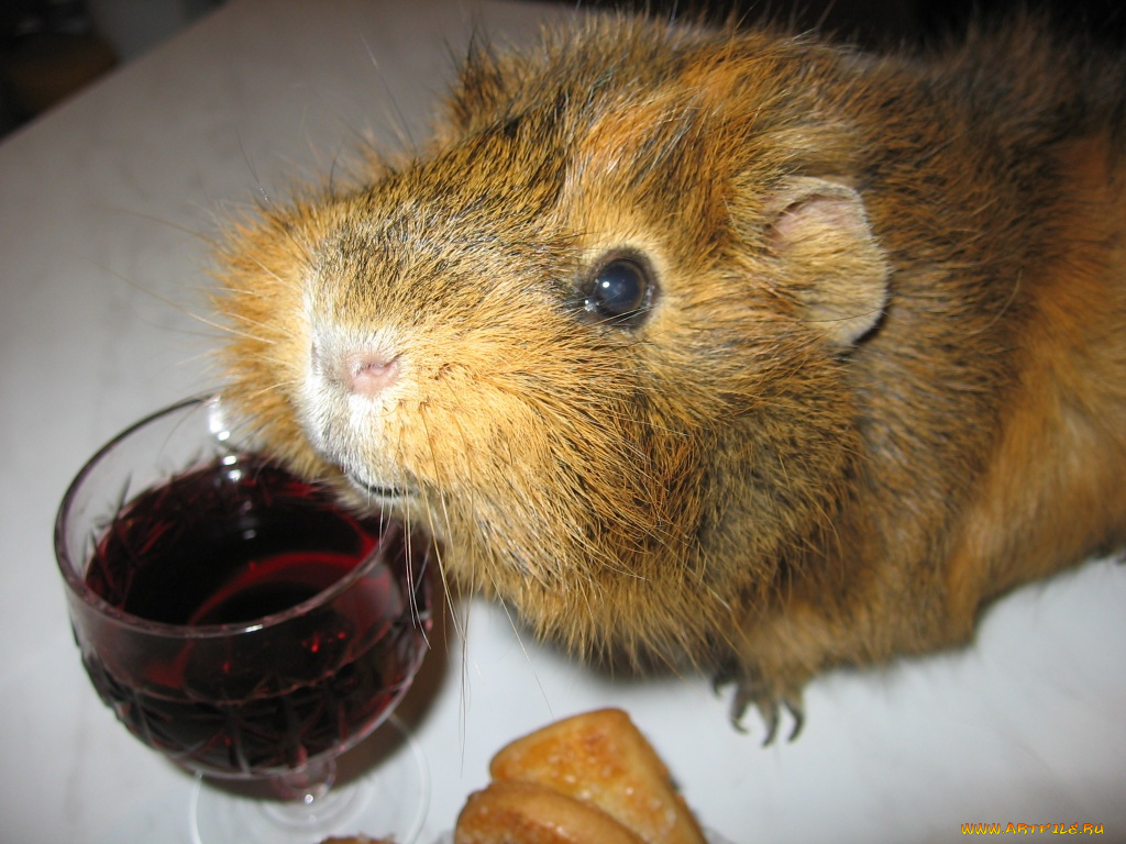 животные, морские, свинки, хомяки