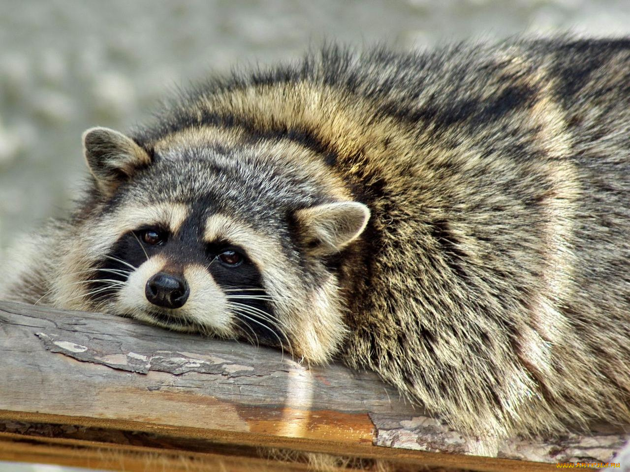 грустный, енот, животные, еноты