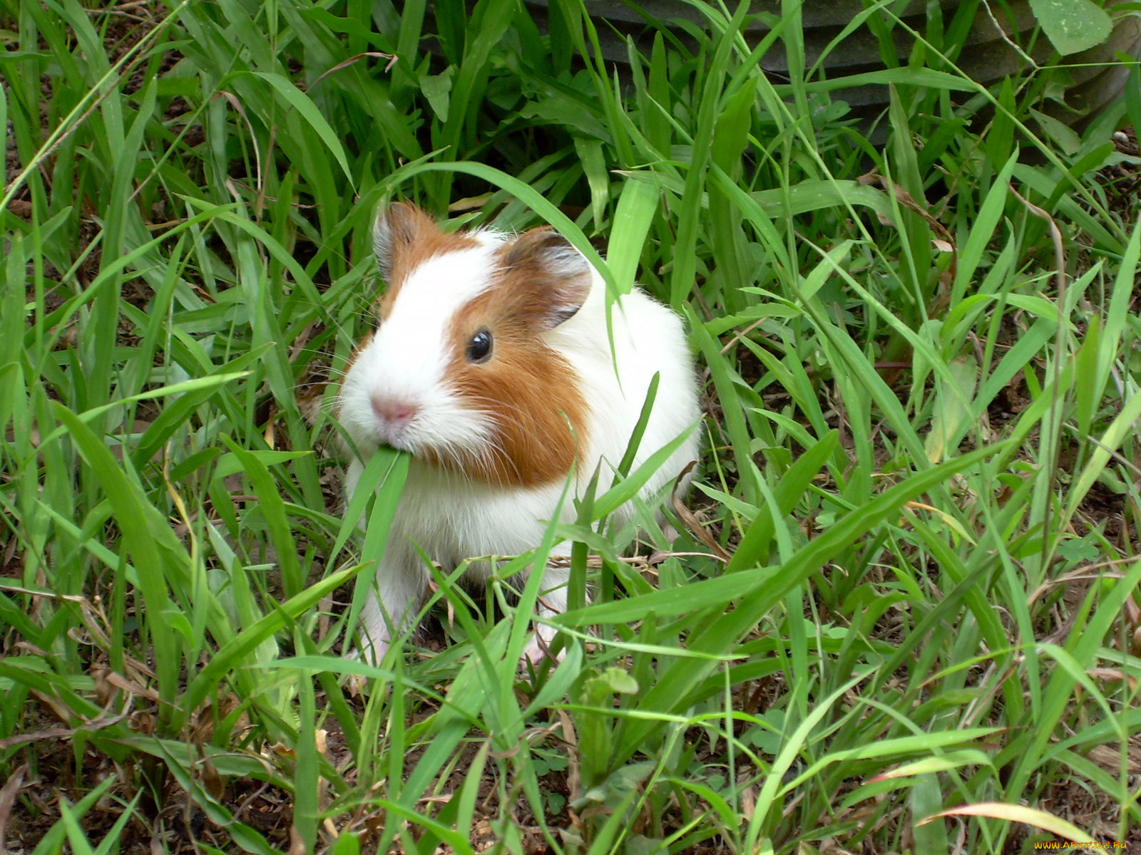 животные, морские, свинки, хомяки