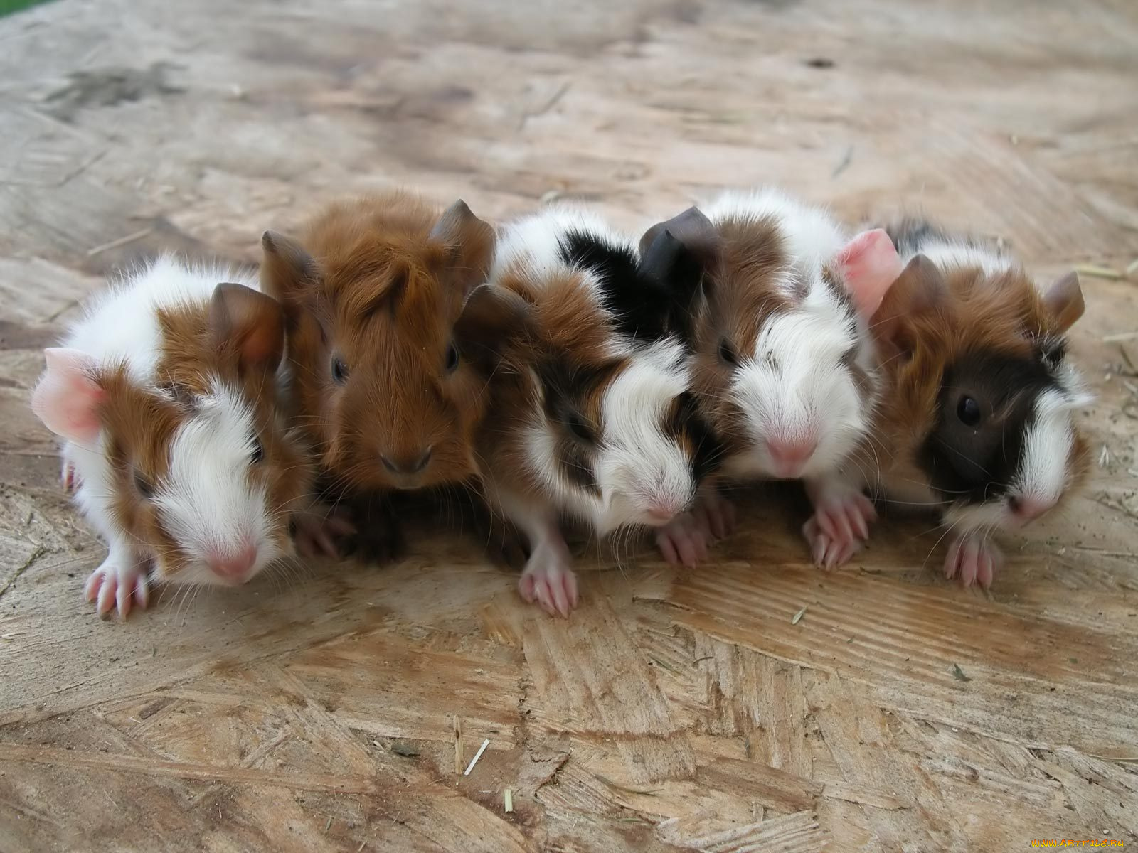 животные, морские, свинки, хомяки