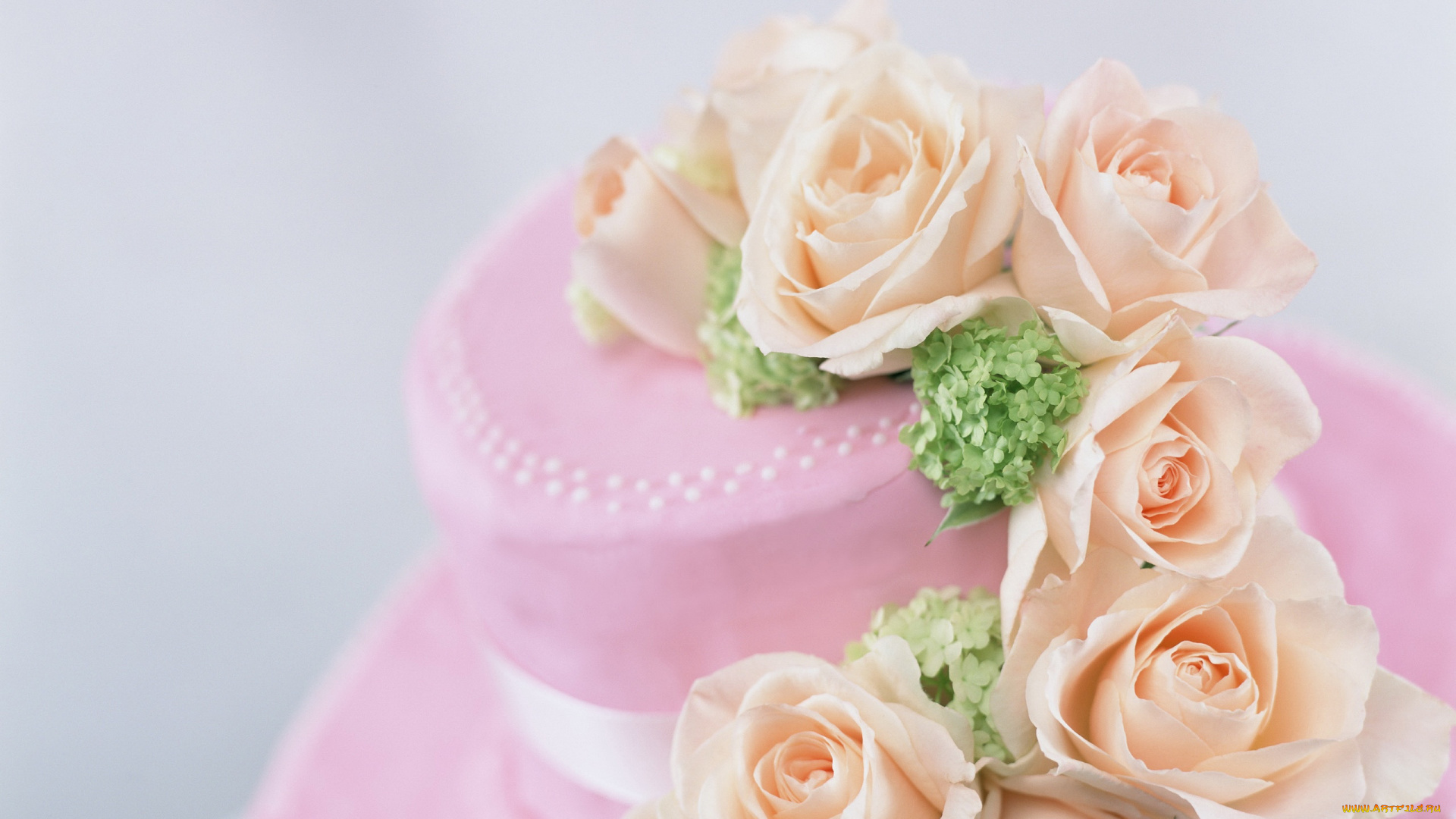 цветы, розы